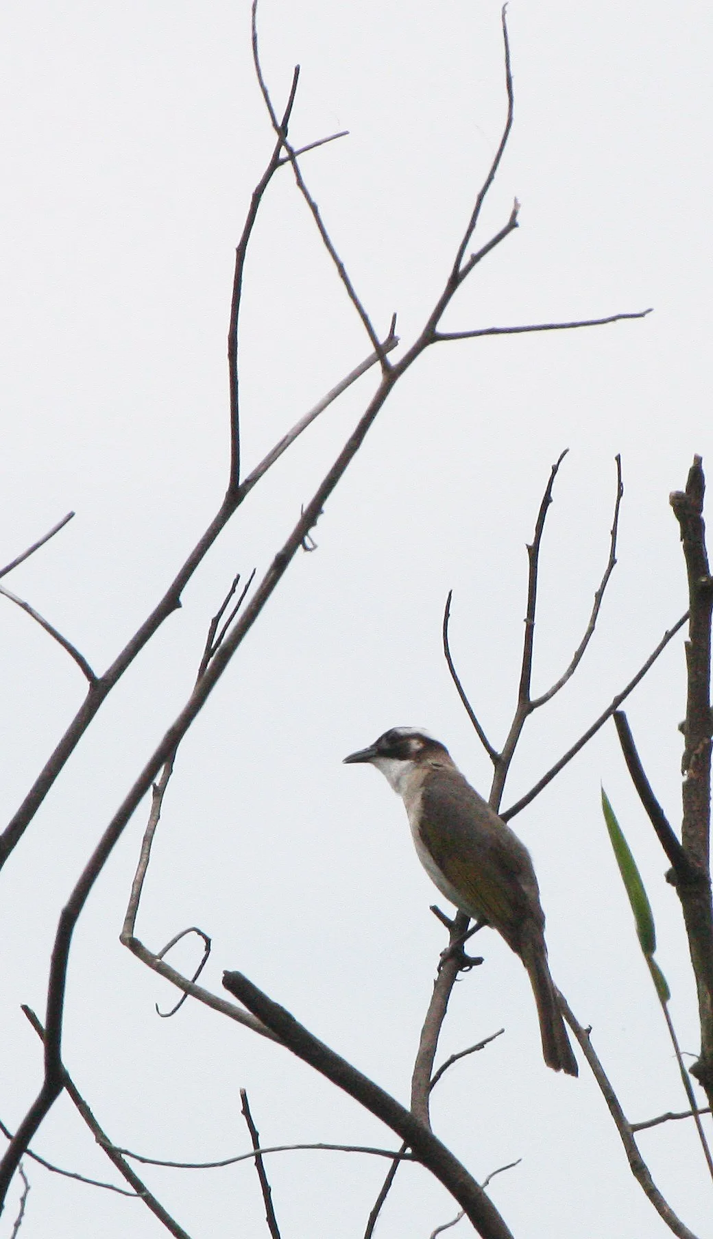 Styan's Bulbul (Pycnonotus taivanus) Taipei China (14).JPG
