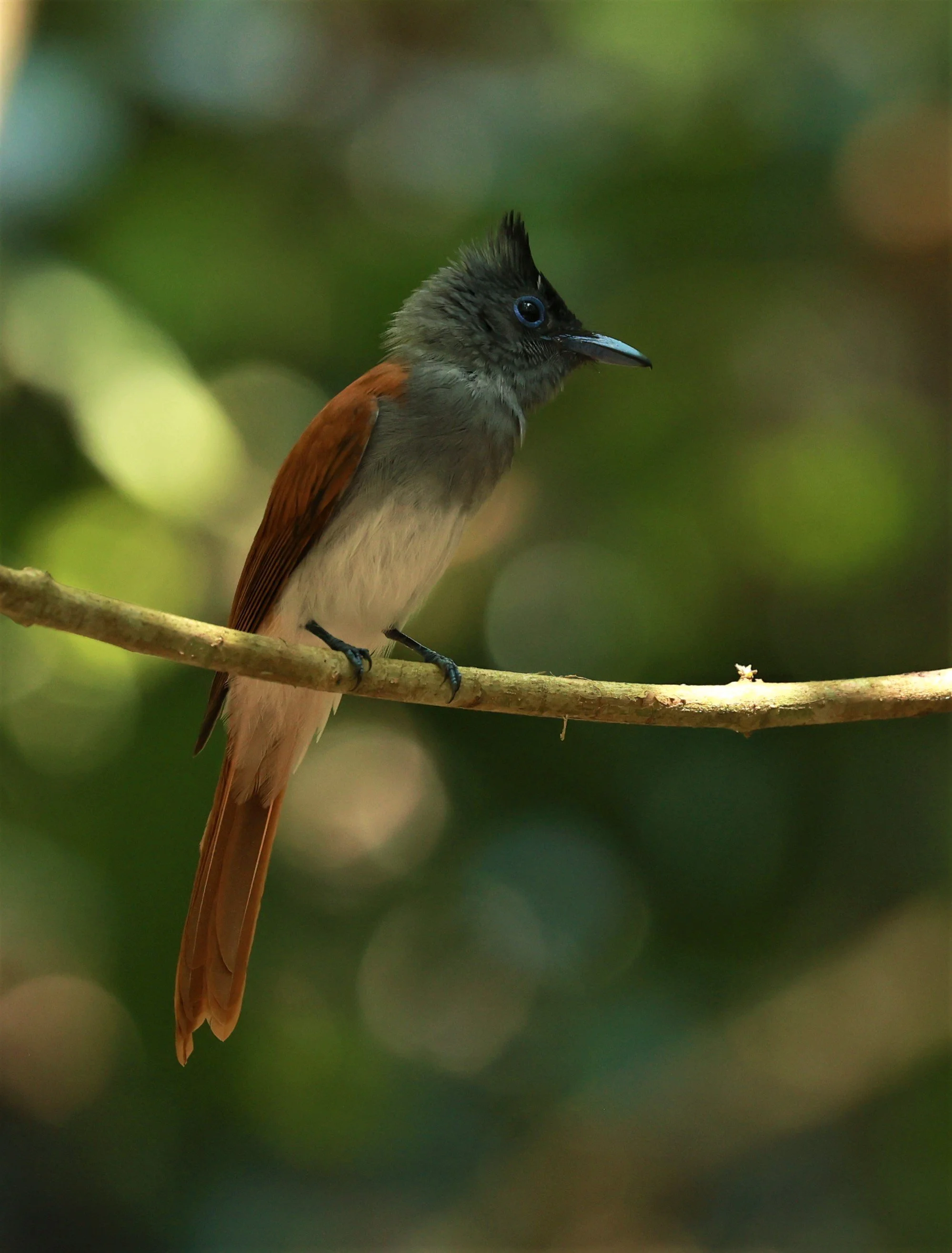 PARADISE-FLYCATCHER - BLYTH'S PARADISE-FLYCATCHER - Terpsiphone affinis - KRUNG CHING, KHAO LUANG NATIONAL PARK, THAILAND APRIL 2023 (82).jpg