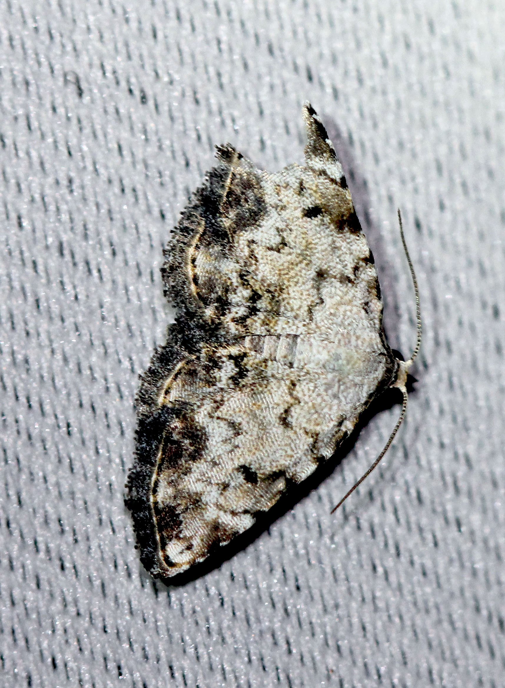 Geometridae - Unidentified Species - Koh Lanta, Thailand 