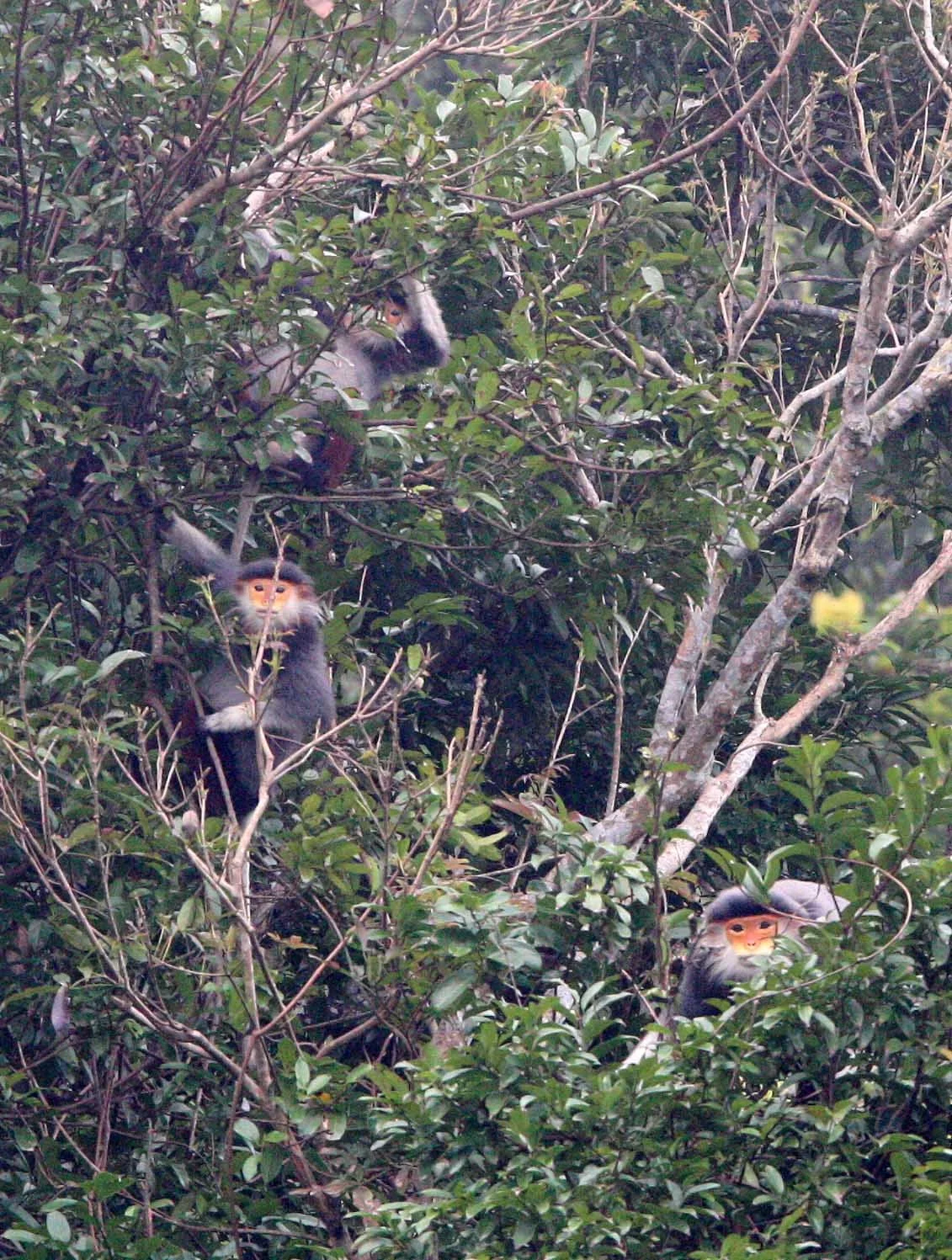 CERCOPITHECIDAE - Pygathrix nemaeus - RED-SHANKED DOUC - SON TRA PENINSULA DA NANG VIET NAM (90).JPG