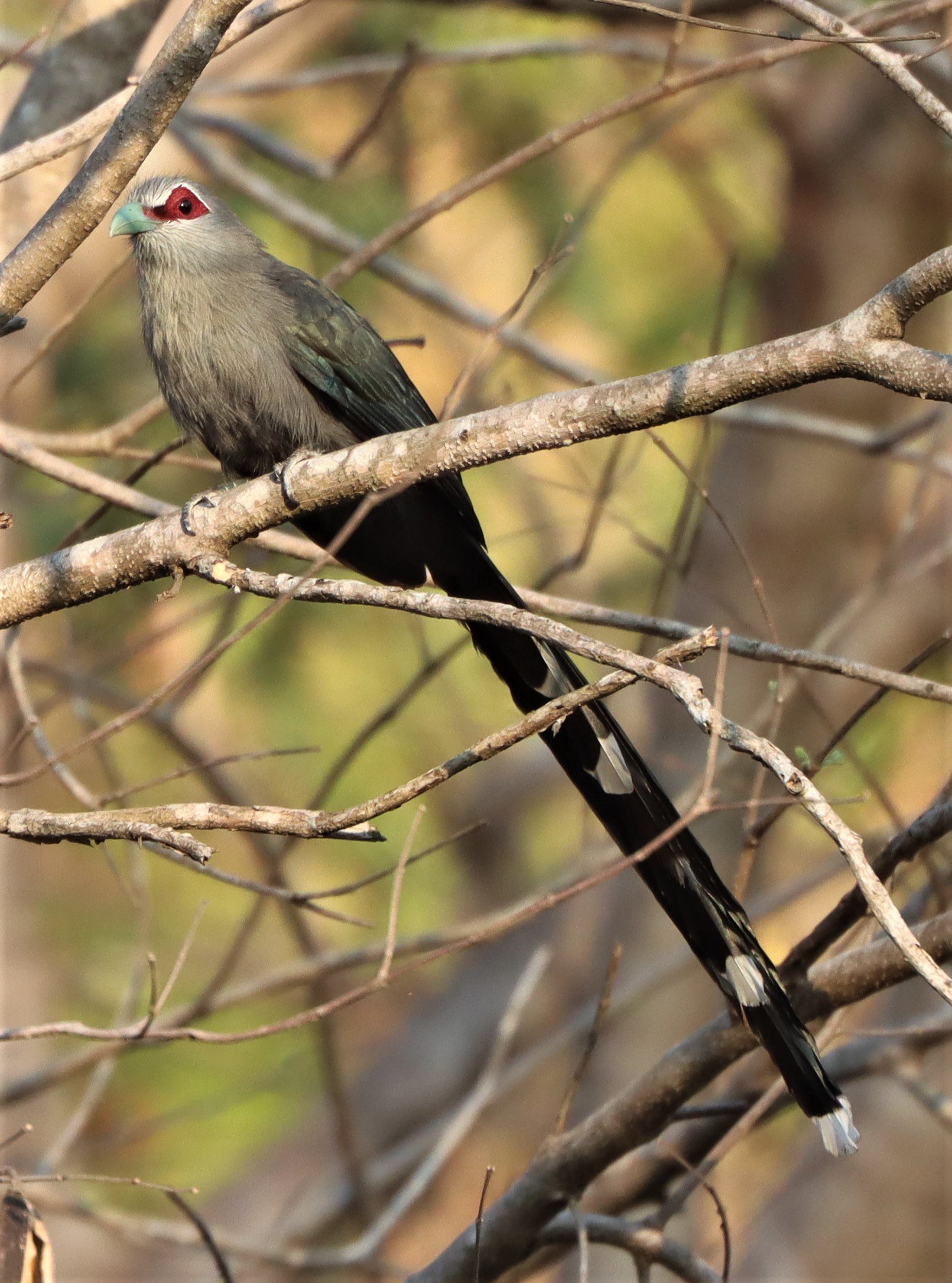 Green-billed Malkoha (Phaenicophaeus tristis) Pak Chong Hot Springs Thailand (1).jpg