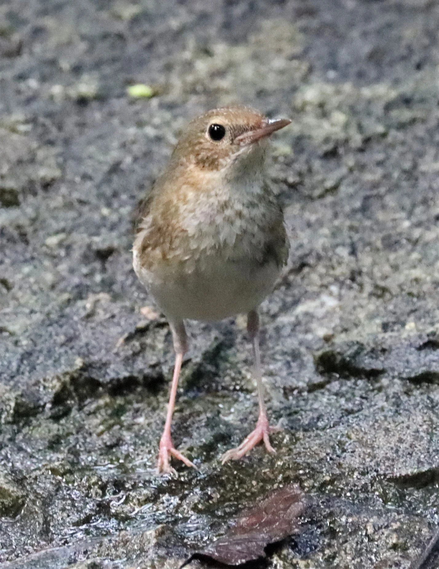 ROBIN - SIBERIAN BLUE ROBIN - Luscinia cyane - WAT THAM PRATHUN CHONBURI (34).jpg