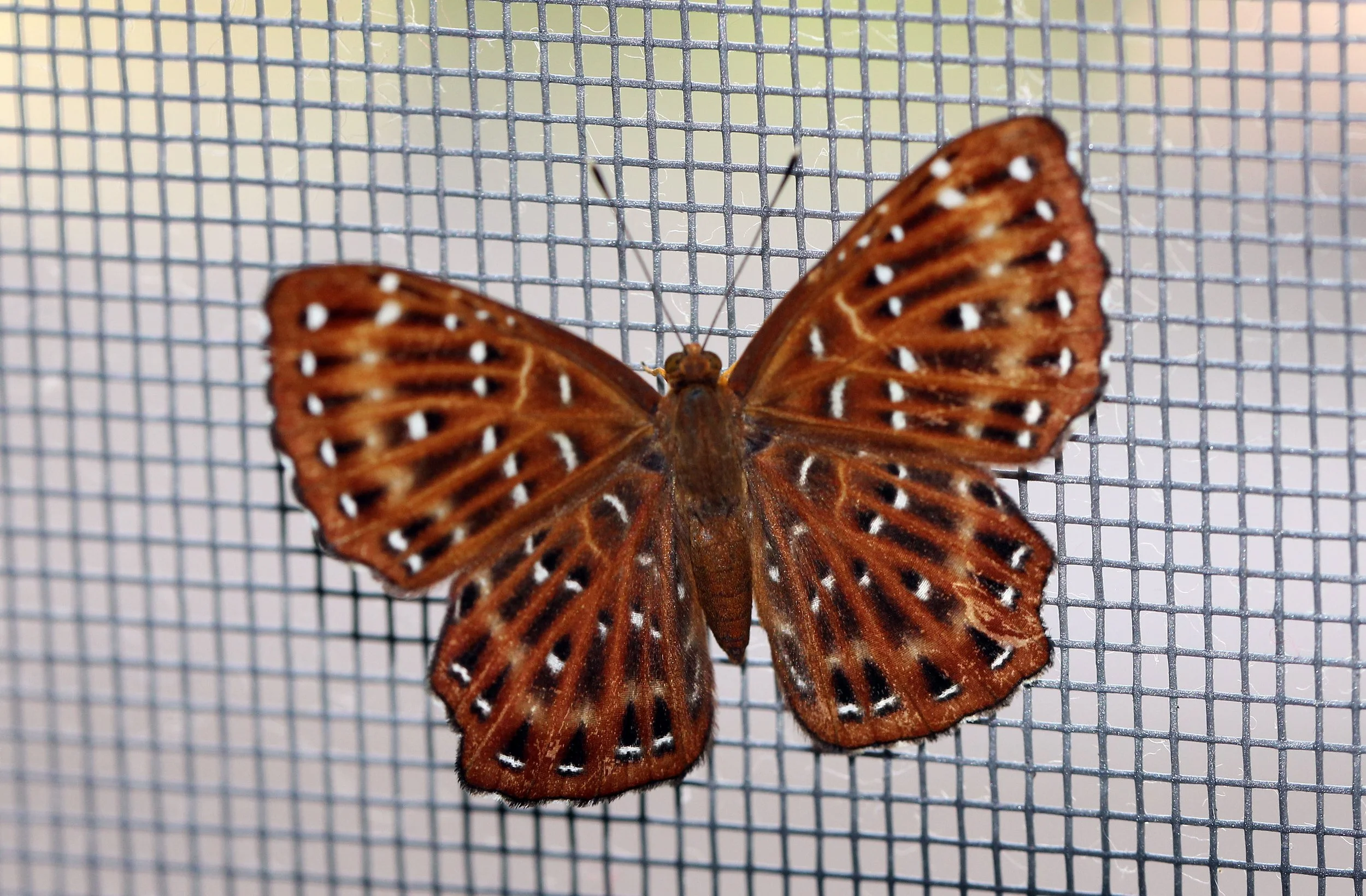 Nymphalidae - Unidentified Species - Primorye Russia 