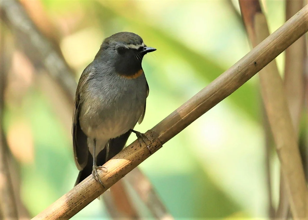 FLYCATCHER - RUFOUS-GORGETED FLYCATCHER - Ficedula strophiata - DOI SAN JU (DOI LANG WEST) FEB 2022 (23).jpg