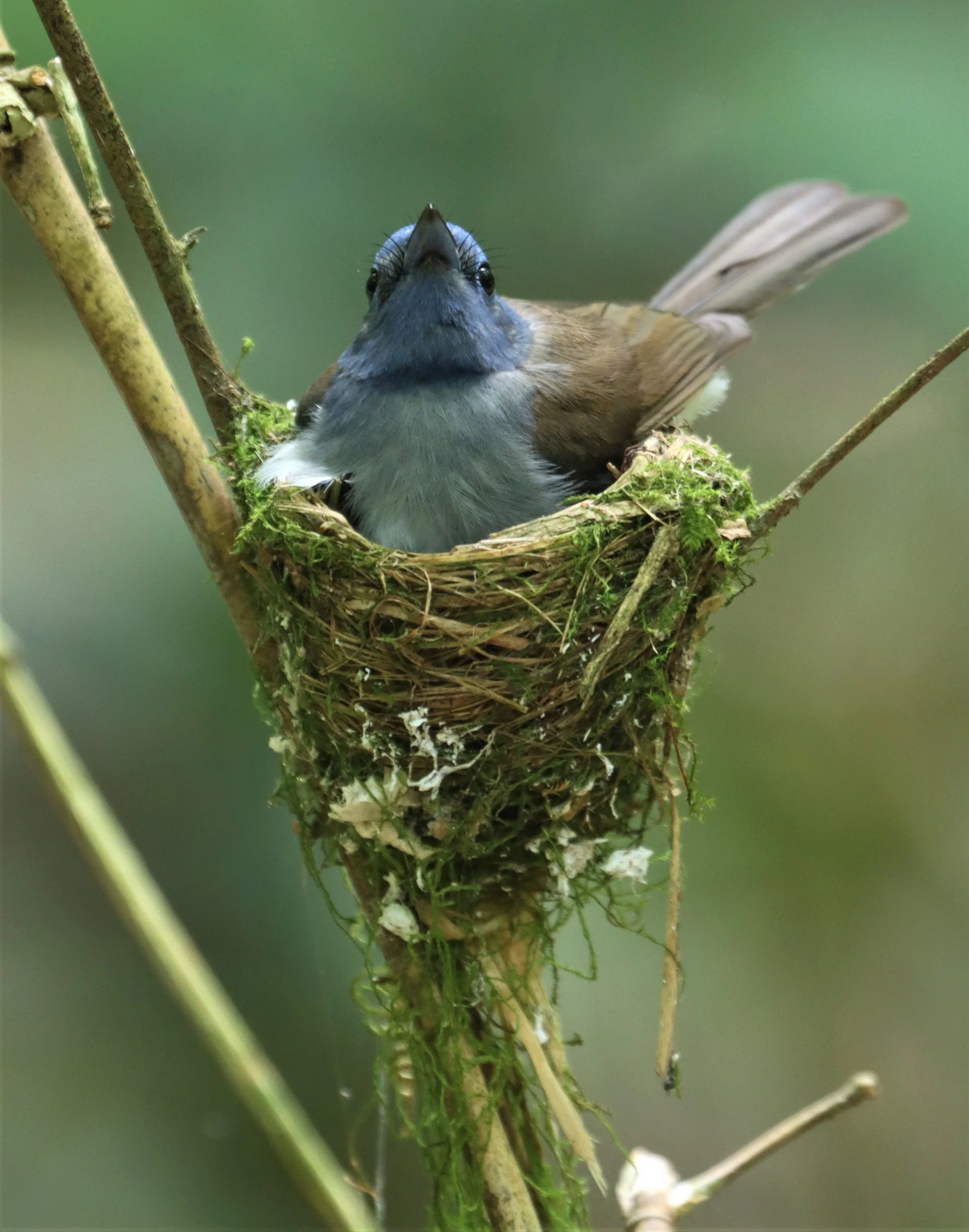 MONARCH - BLACK-NAPED MONARCH - NESTING FEMALE AT KAENG KRACHAN NP (24).jpg