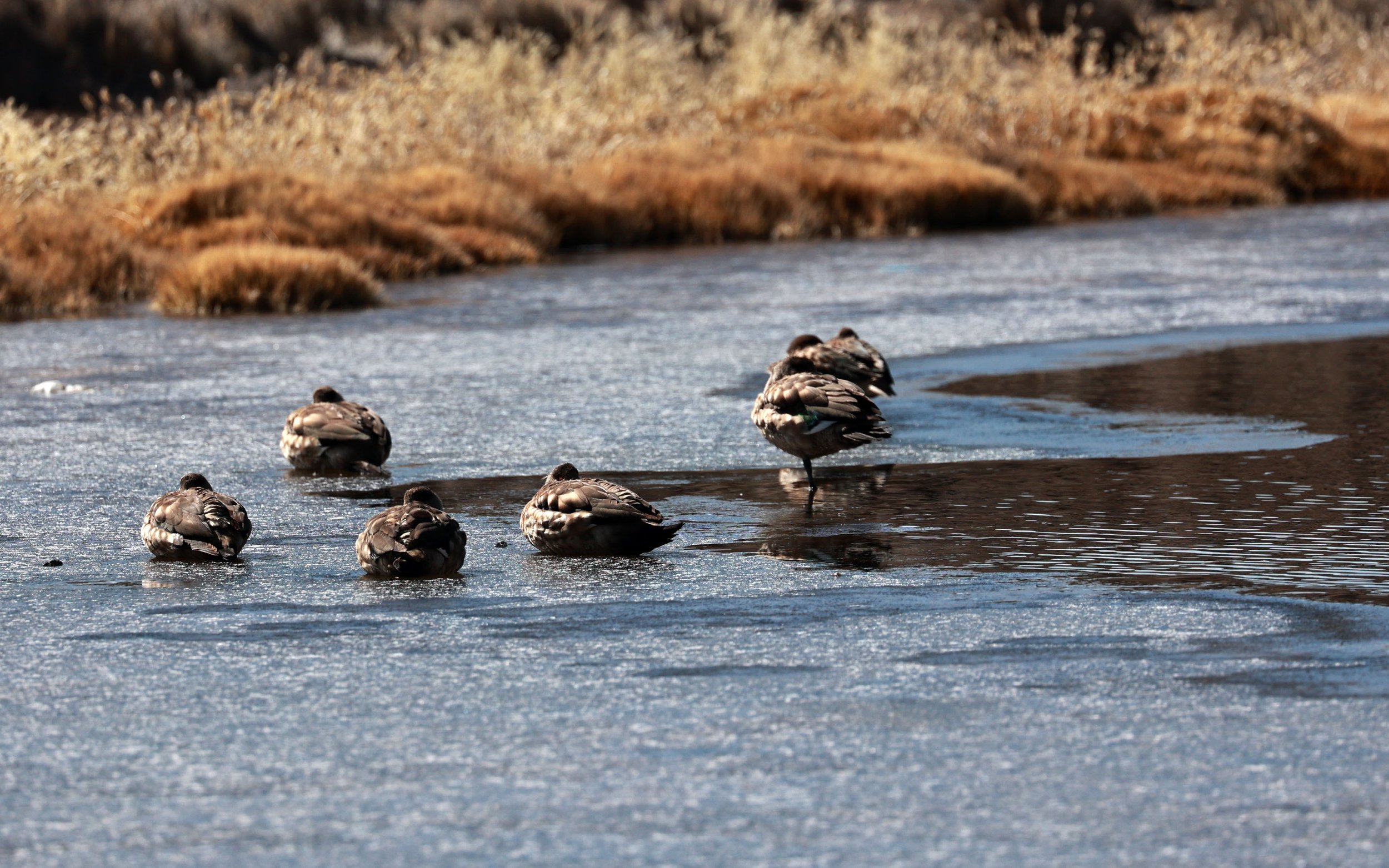 Duck - Crested Duck - Lophonetta specularioides - Lauca National Park, Chile (36).jpg