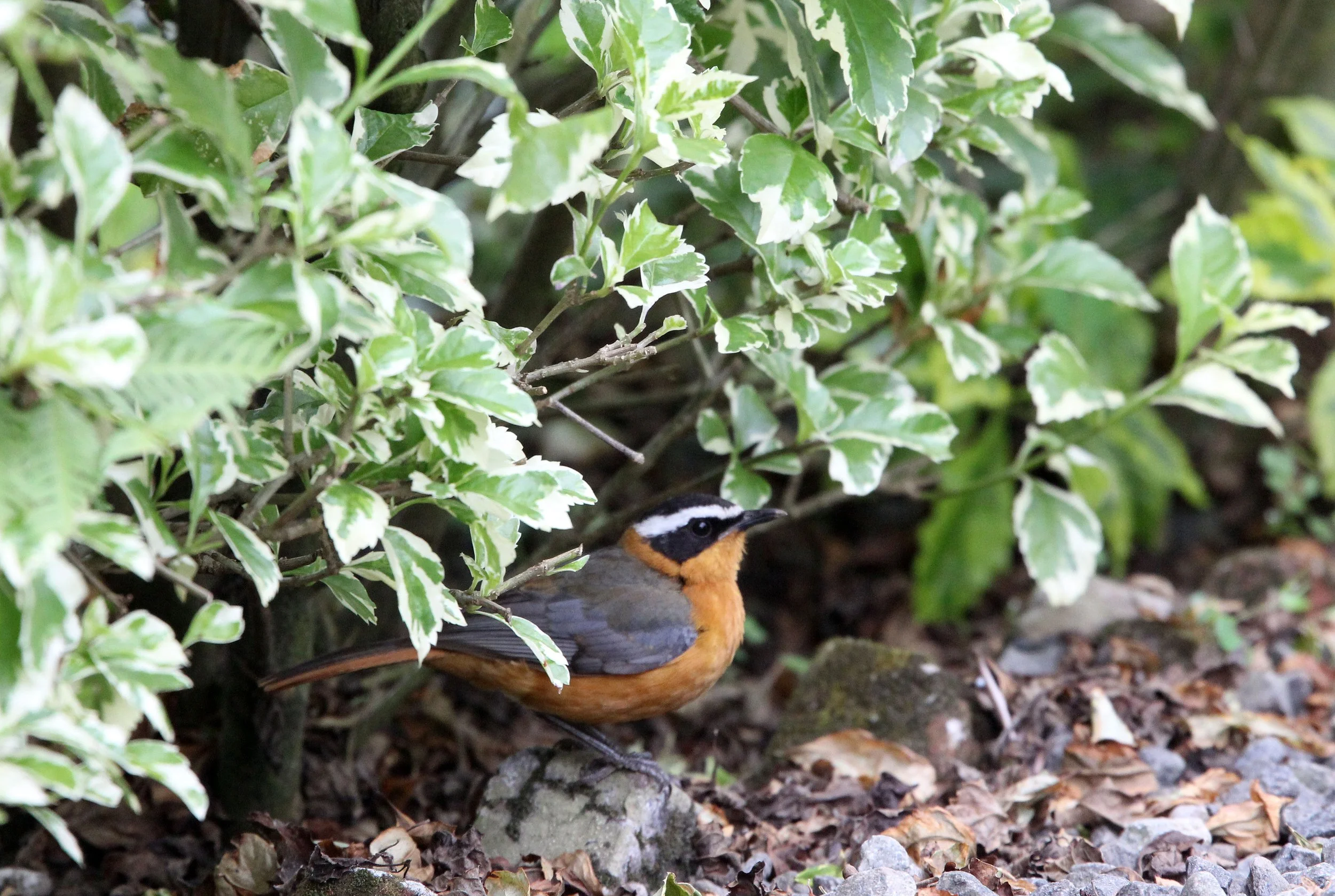 BIRD - WHITE-BROWED ROBIN-CHAT - RWANDA 2012 (6).JPG