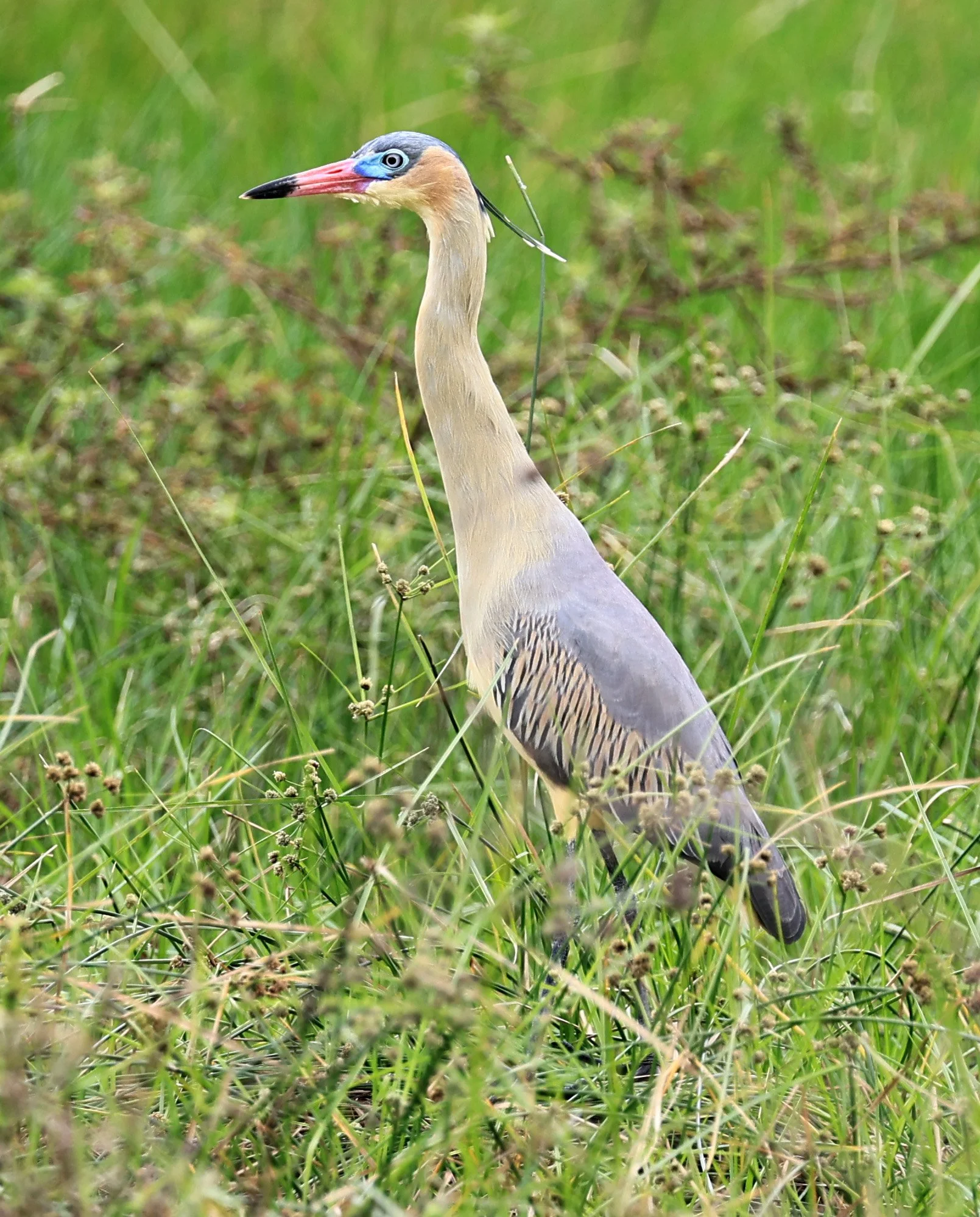 Whistling Heron (Syrigma sibilatrix) Agua Dulce Paraguay (7).jpg