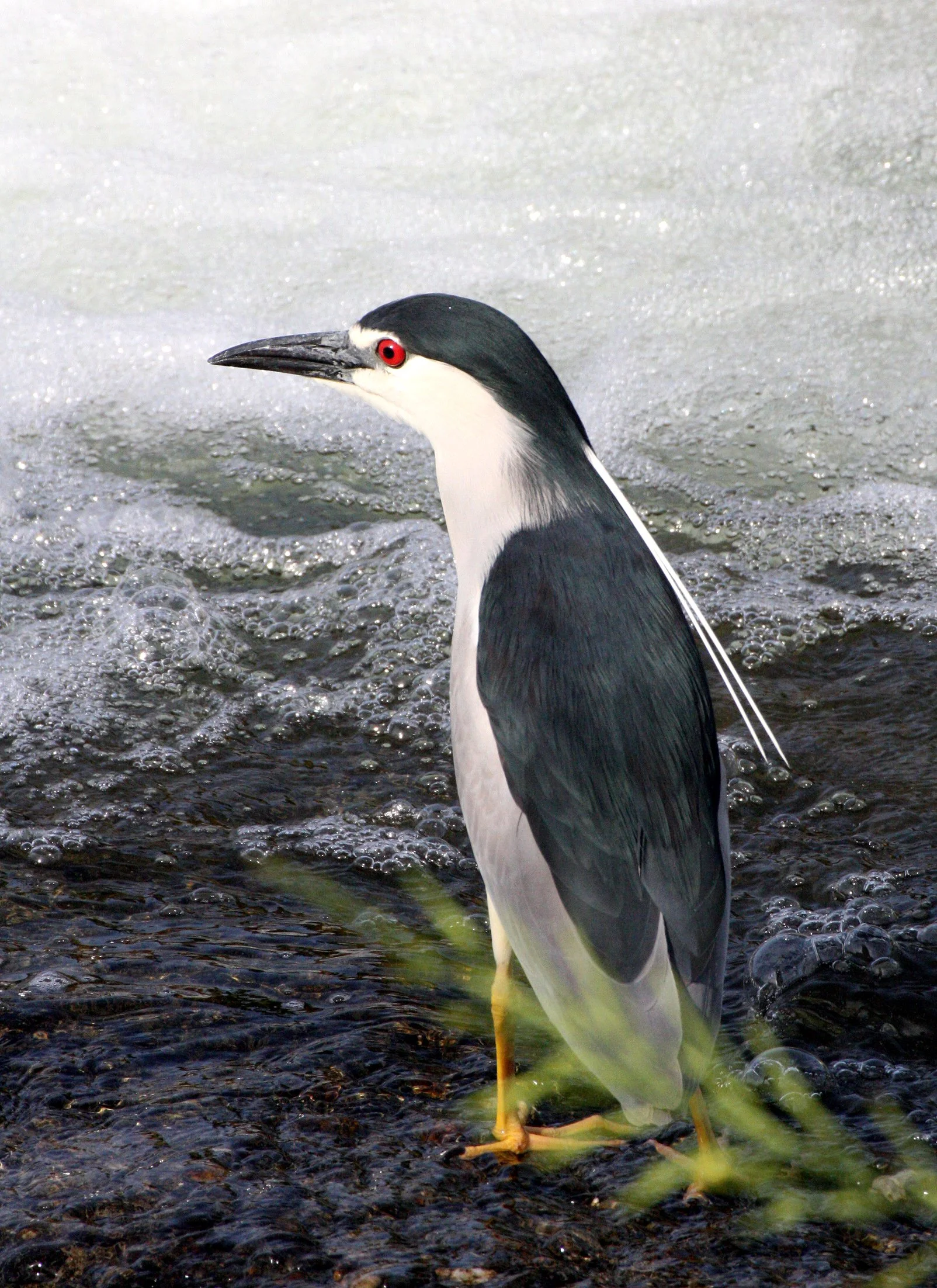 HERON - BLACK-CROWNED NIGHT HERON - Nycticorax nycticorax - KYOTO JAPAN (21).JPG