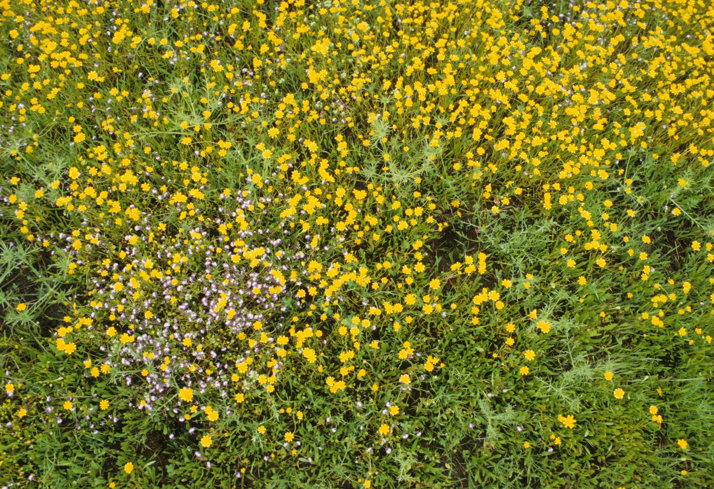 MONTANA - GLACIER - YELLOW FLOWERED FIELD (2).jpg