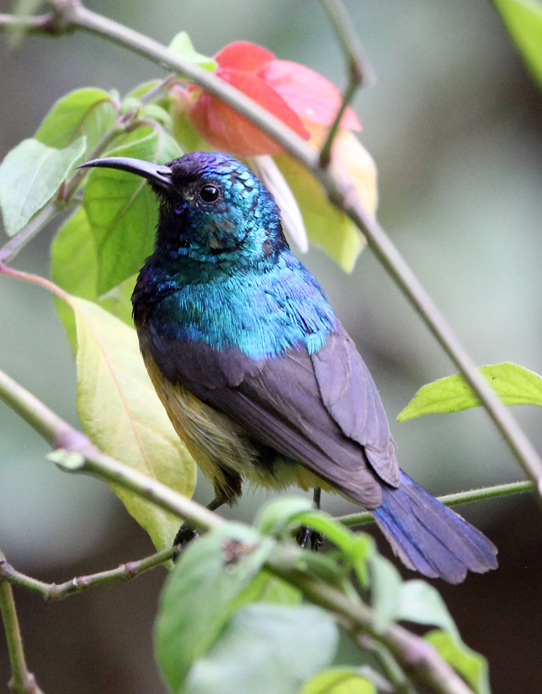 BIRD - SUNBIRD - REGAL SUNBIRD - RUHENGERI RWANDA (2).JPG