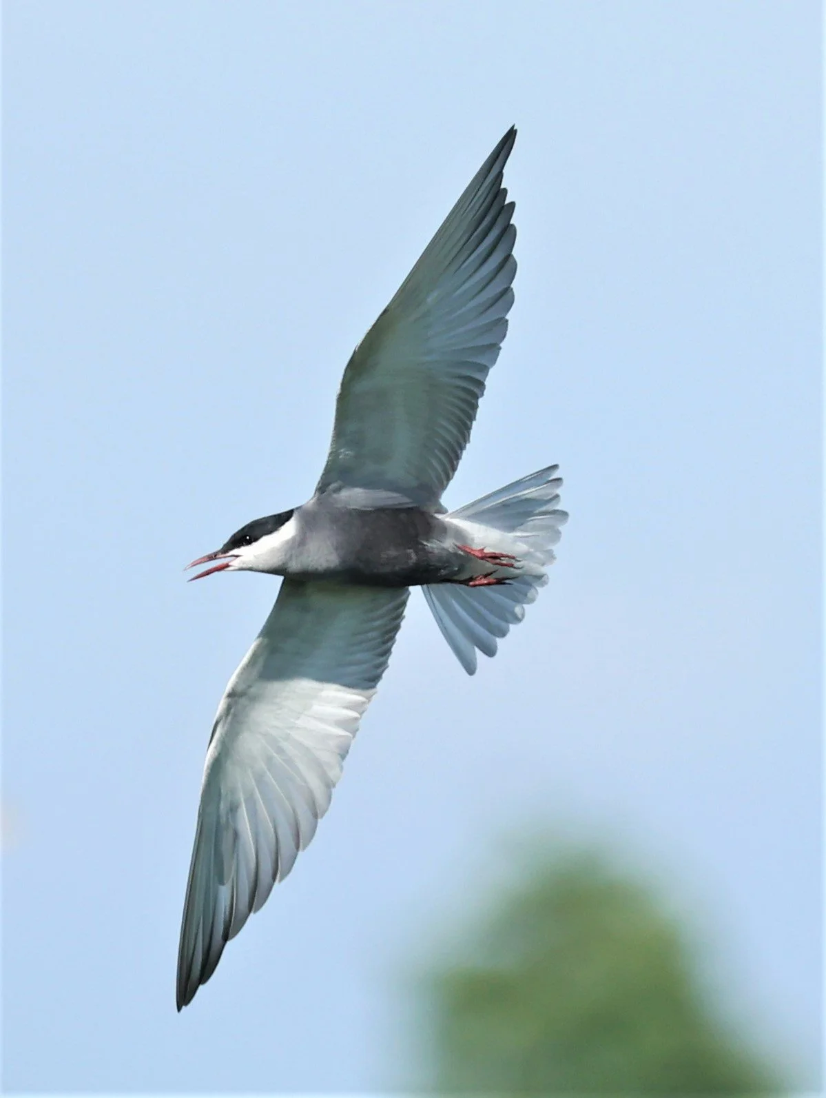 TERN - WHISKERED TERN - Chlidonias hybridus - TAP YAO RICEFIELDS LAT KRABANG - APRIL 23 2022 (15).jpg