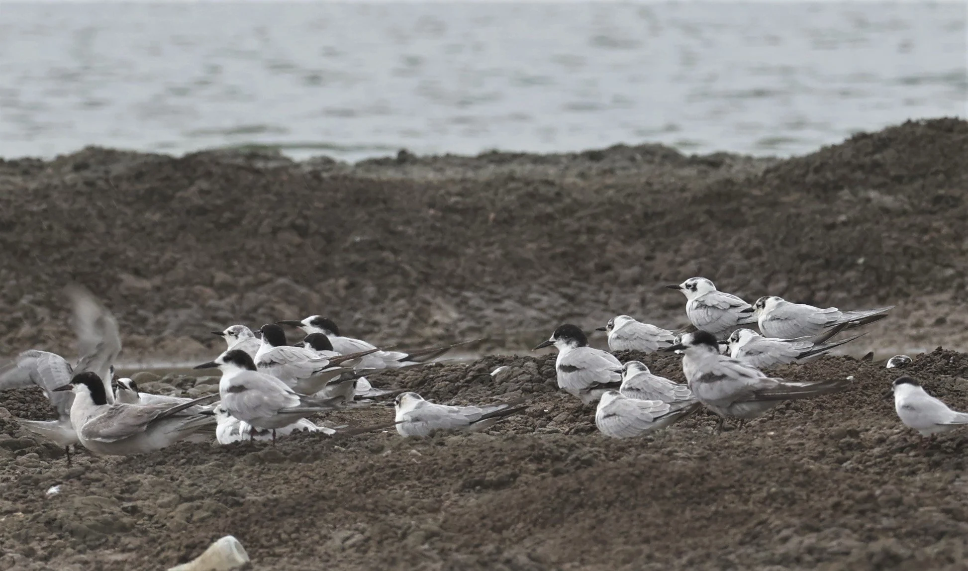 TERN - COMMON TERN - Sterna hirundo - with WHITE-WINGED AND LITTLE - BANG PAKONG SALT PANS CHACHOENGSAO WEST OF RIVER Sep 25 2021 (4).jpg
