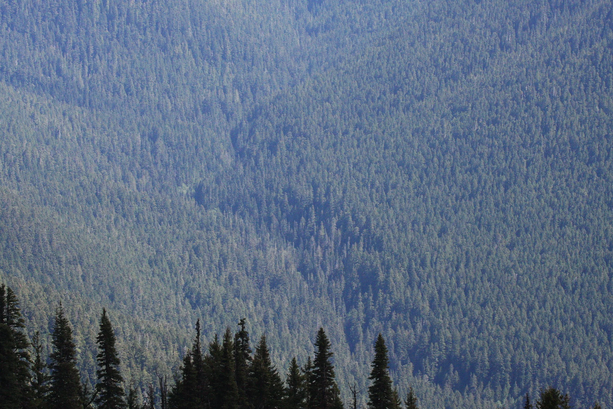 ELWHA VALLEY FROM HURRICAN RIDGE.JPG