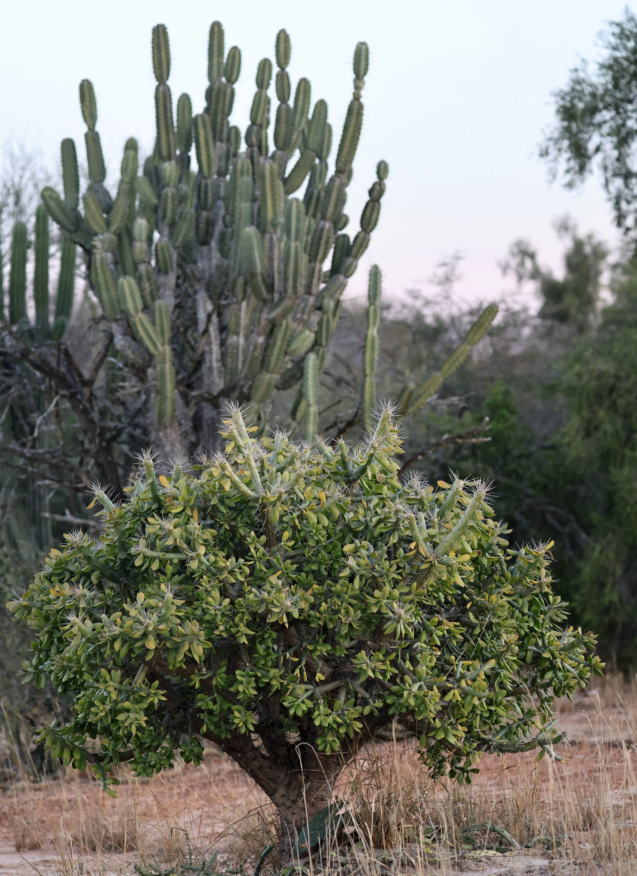 Quiabentia verticillata