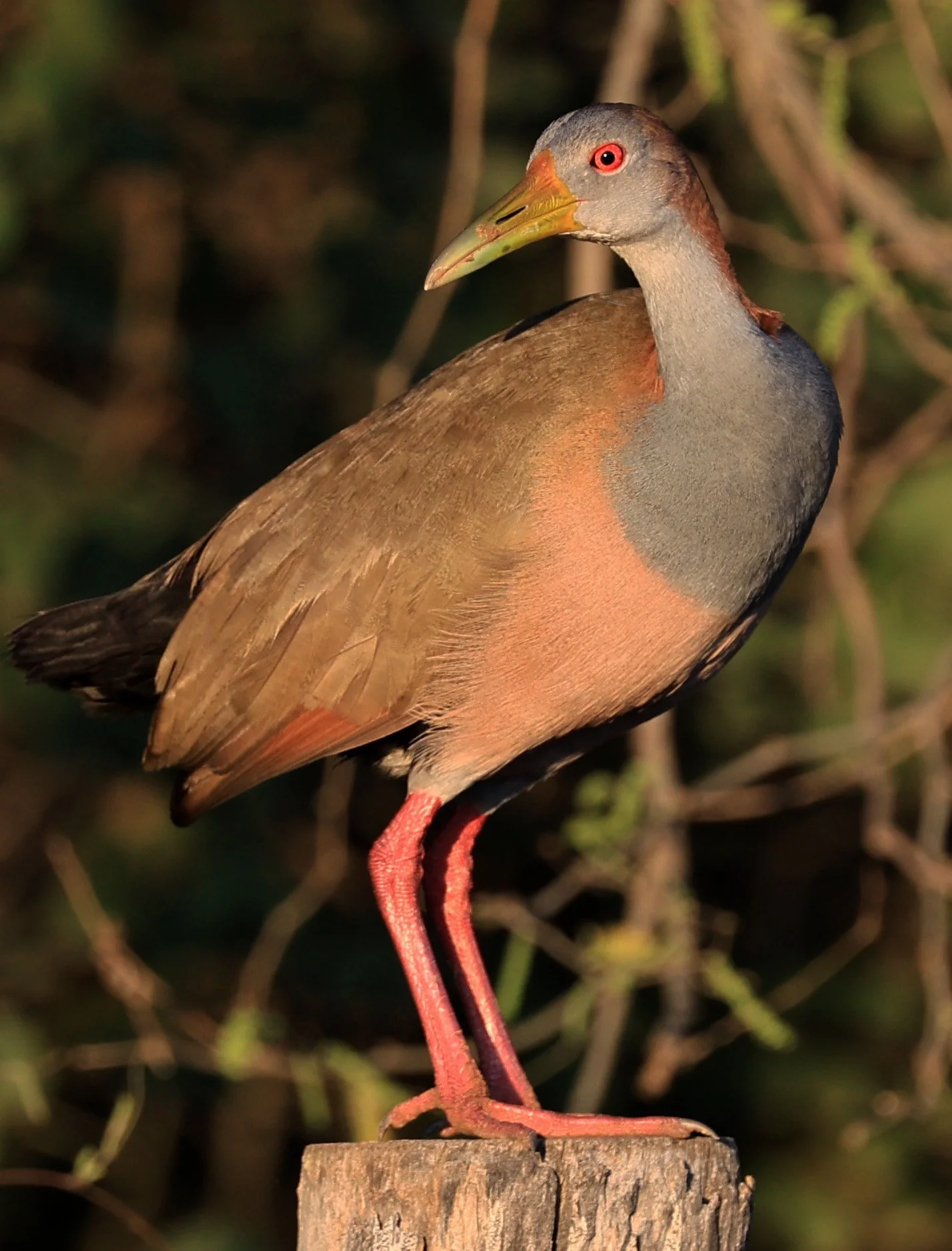 Gray-cowled wood-rail (Aramides cajaneus) Aurora Chaquena Reserve, Neuland Mennonite Colony Paraguay (11).jpg