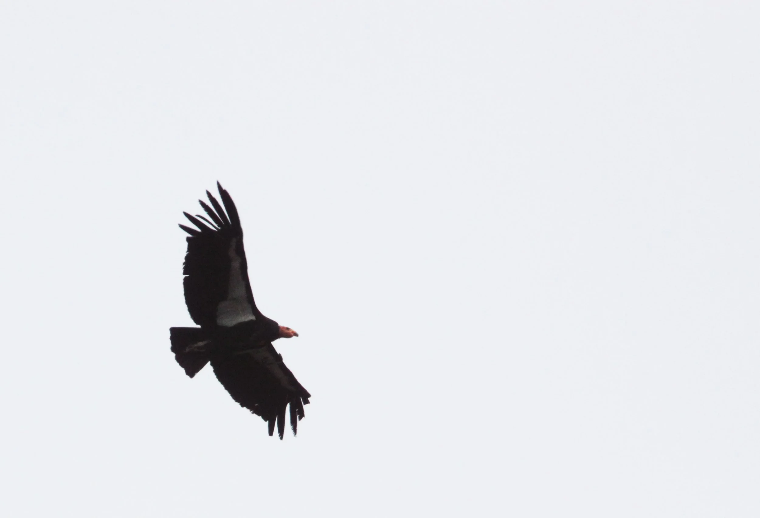 Gymnogyps californianus - CALIFORNIA CONDOR - PINNACLES NATIONAL MONUMENT CALIFORNIA (78).JPG