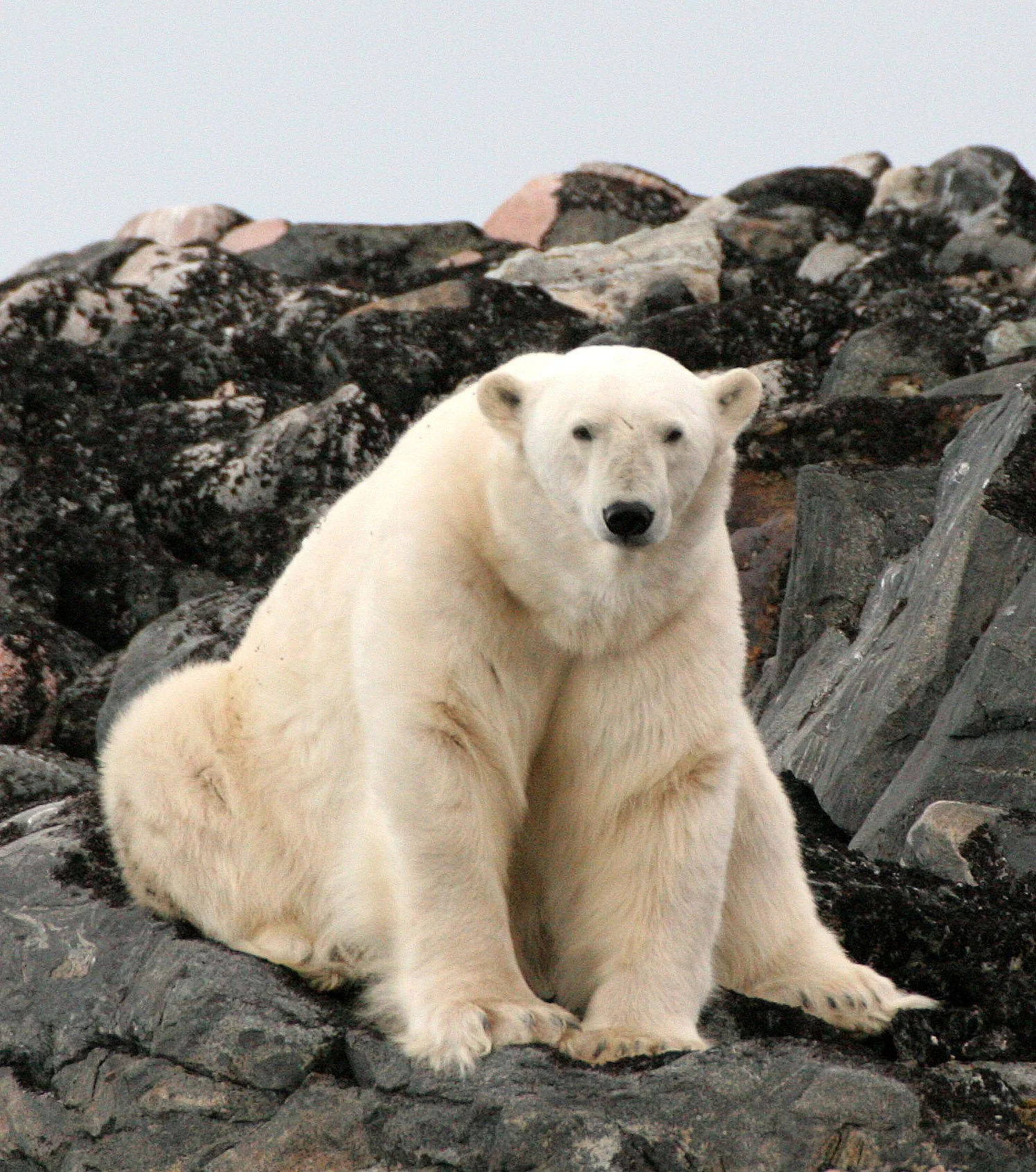 Polar Bear