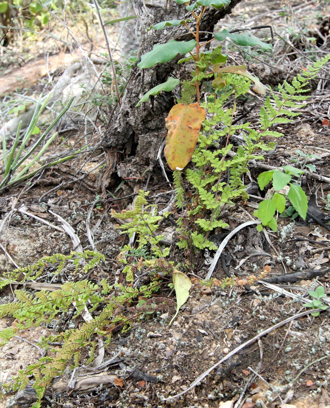 PLANT - FERN SPECIES - ANDOHAHELA NATIONAL PARK MADGASCAR.JPG