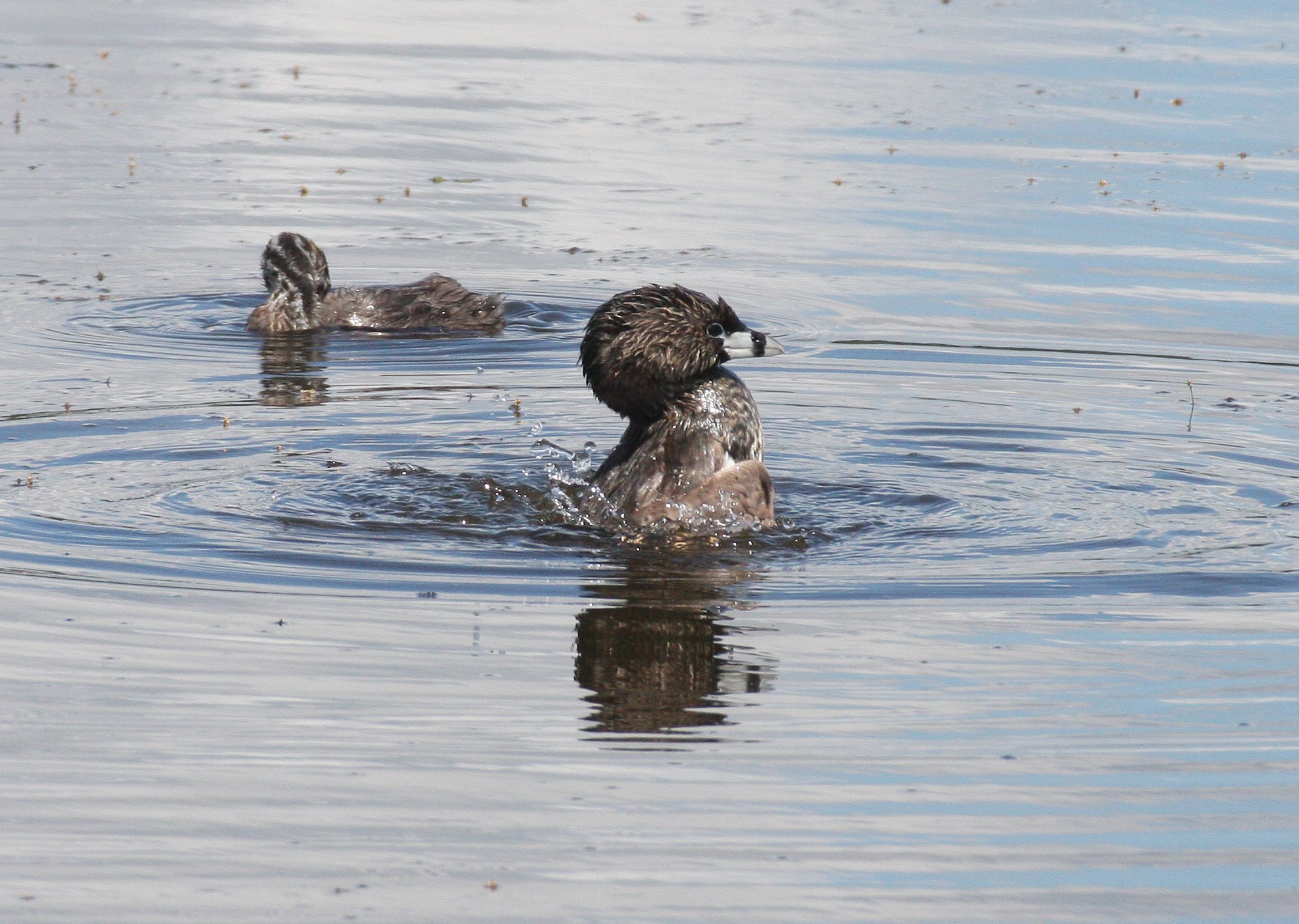 Pied-billed Grebe (Podilymbus podiceps) Ridgefield NWR Washington (41).JPG