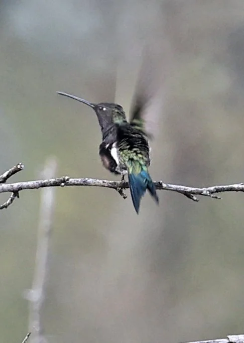 Blue-tufted Starthroat (Heliomaster furcifer) Selva Serena Natural Reserve (20).jpg