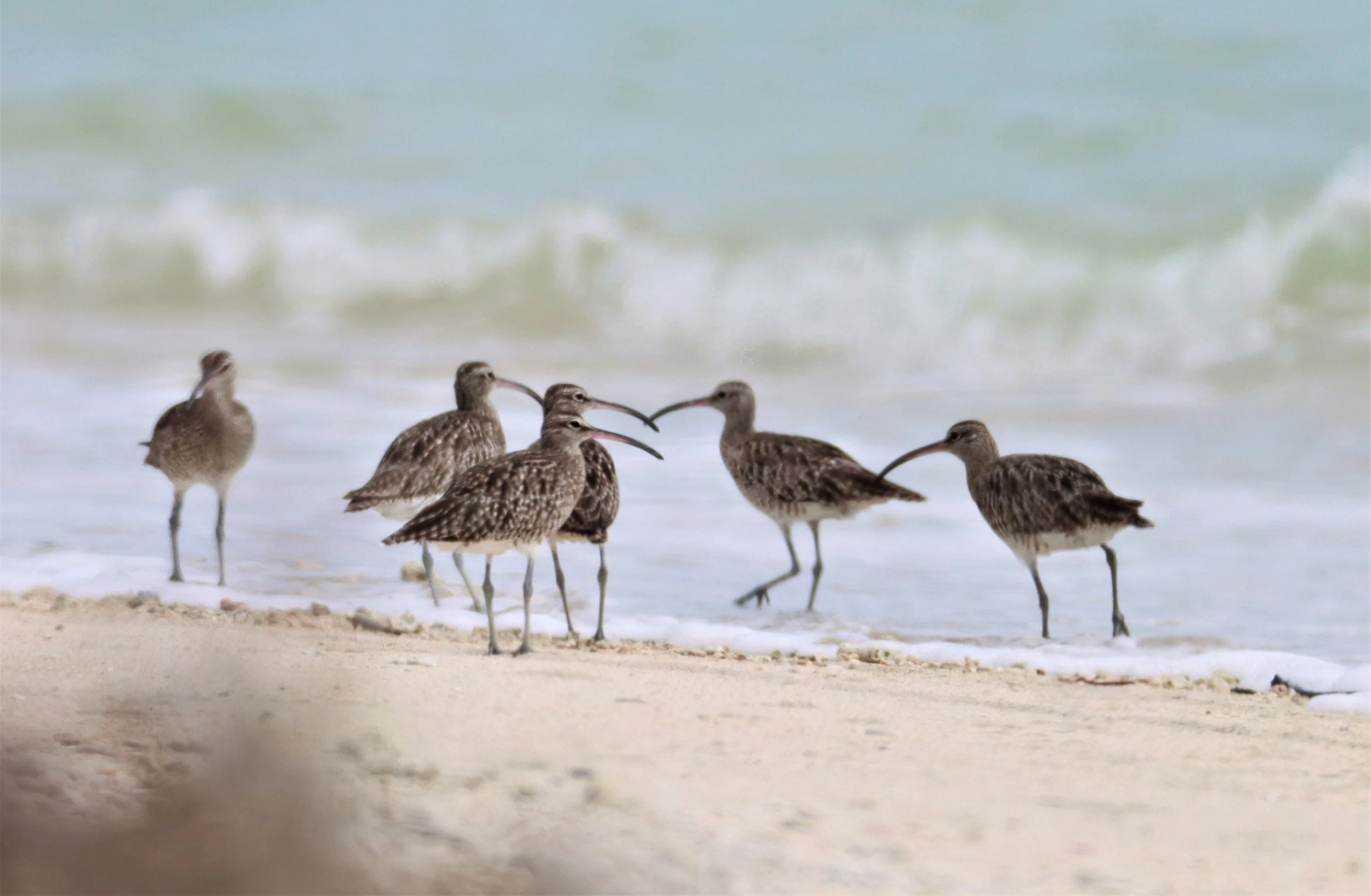 WHIMBREL - Numenius phaeopus -  PHANG NGA LAEM PAKARANG (6).jpg