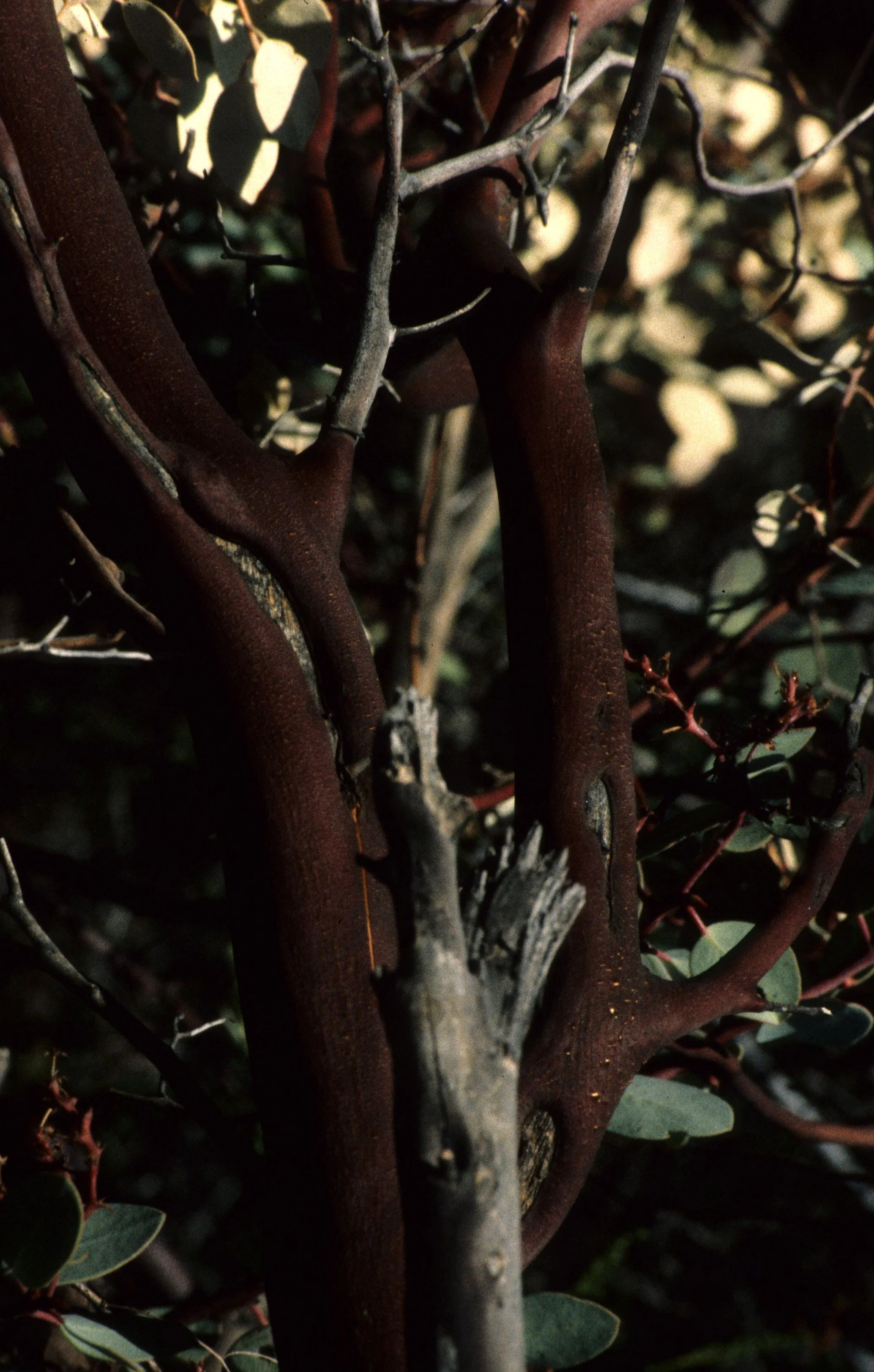 CALIFORNIA - SIERRA - ARCTOSTAPHYLOS SPECIES - BARK.jpg