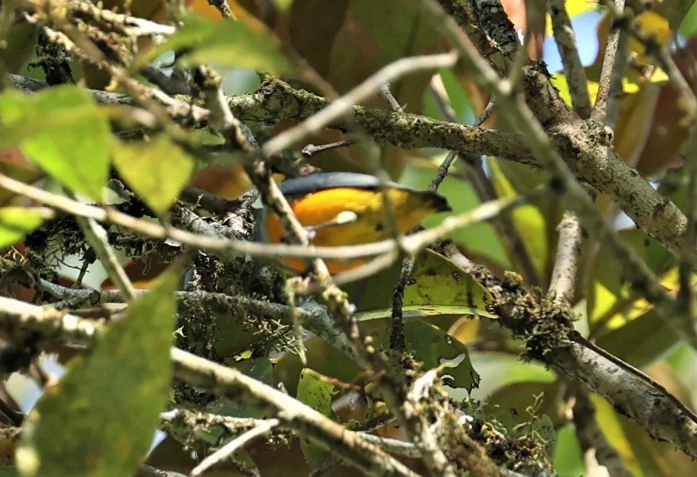 FLOWERPECKER - ORANGE-BELLIED FLOWERPECKER - Dicaeum trigonostigma - KRUNG CHING, KHAO LUANG NP, JAN 2022 A.jpg