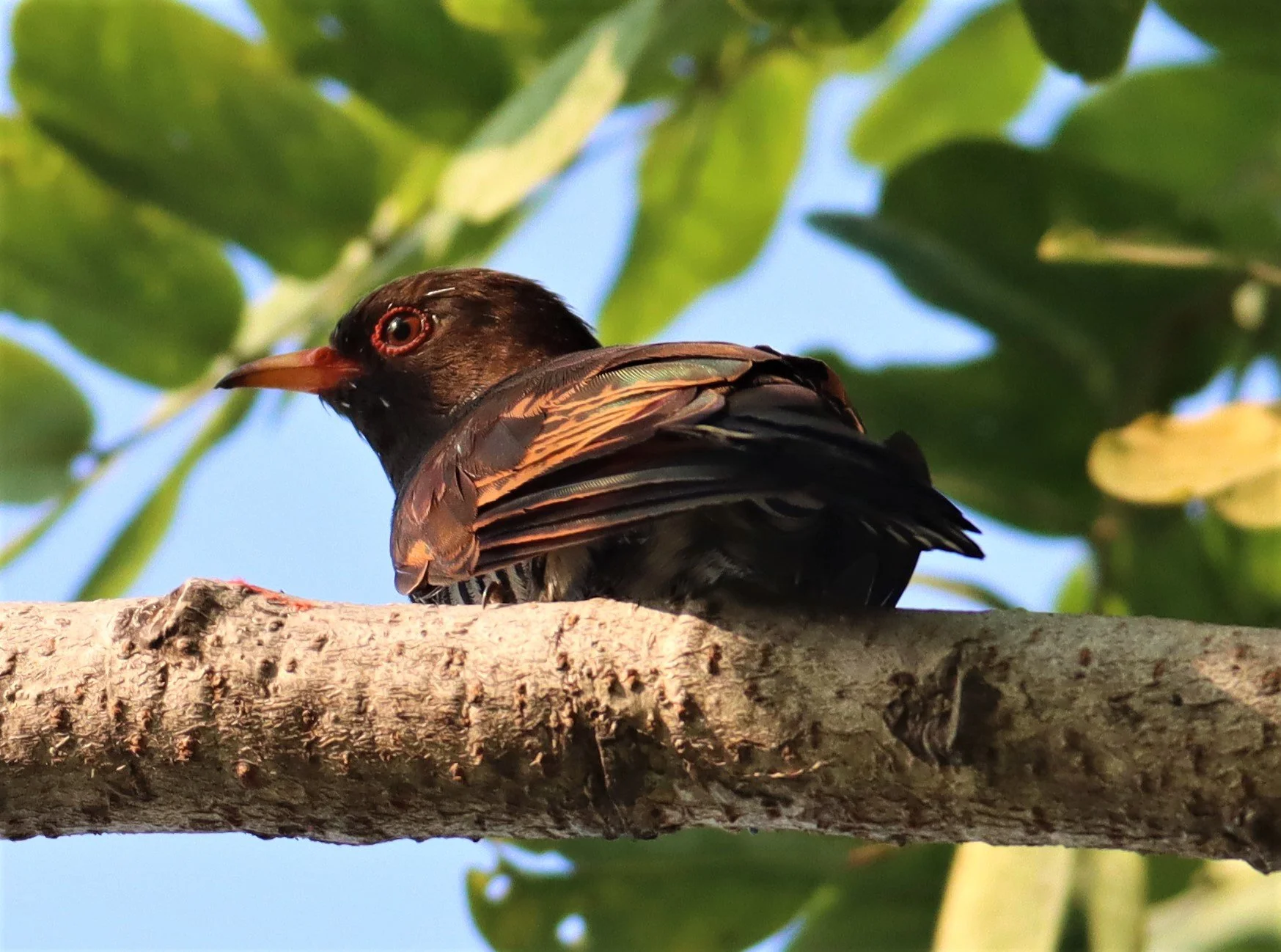 Violet Cuckoo (Chrysococcyx xanthorhynchus) Rama IX Park Bangkok (16).jpg