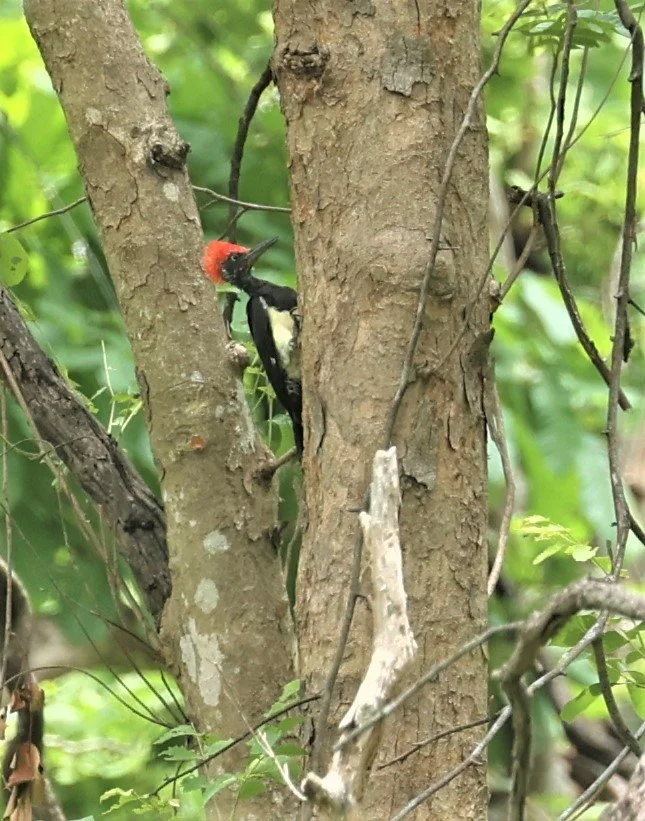 WOODPECKER - WHITE-BELLIED WOODPECKER - Dryocopus javensis - HUAI KHA KHAENG WILDLIFE SANCTUARY MAY 1 2022 (11).jpg