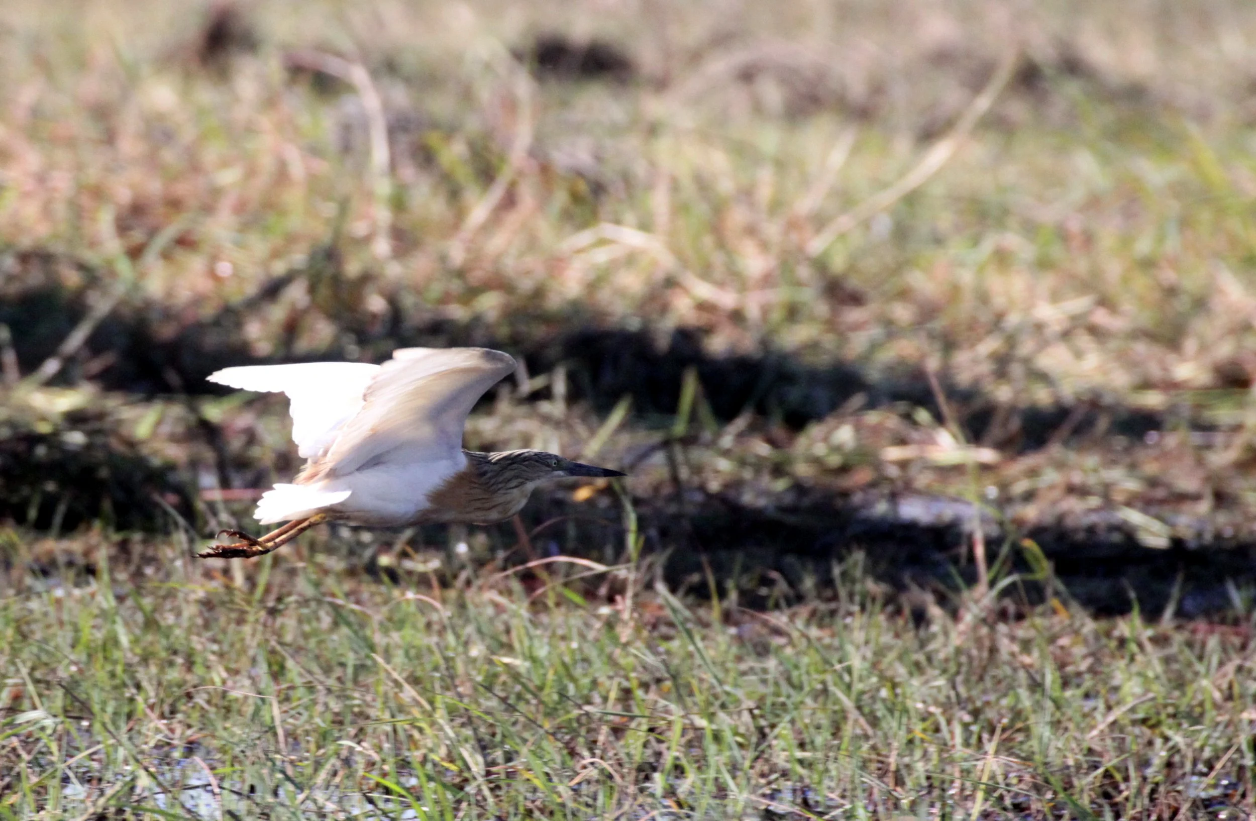 HERON - SQUACCO HERON - Ardeola ralloides - CHOBE NATIONAL PARK BOTSWANA (10).JPG