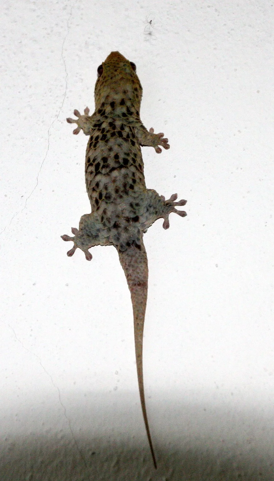 Golden Fish-scaled Gecko (Geckolepis maculata) Madagascar