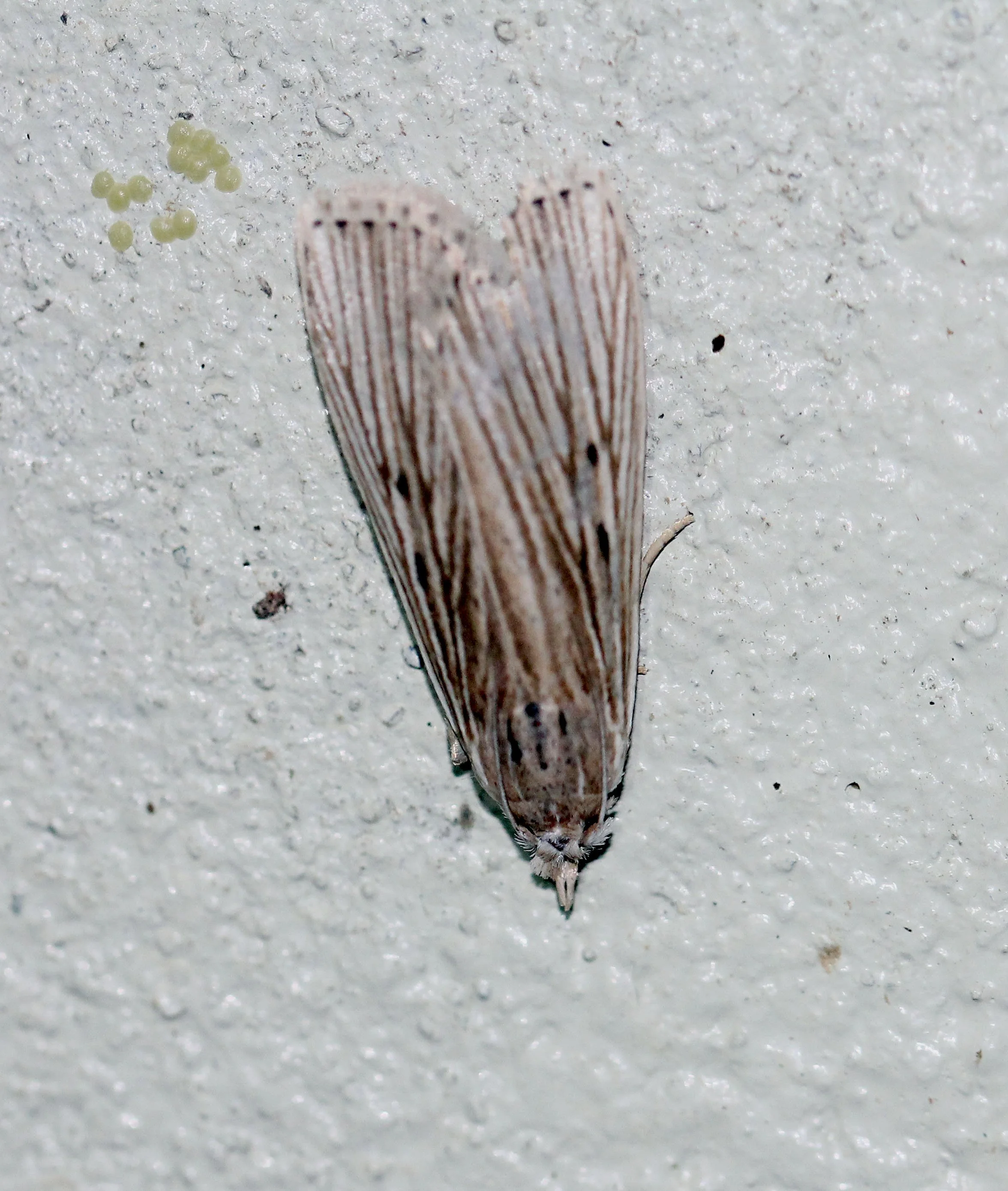 Crambidae - Tyspanodes linealis - Koh Lanta, Thailand