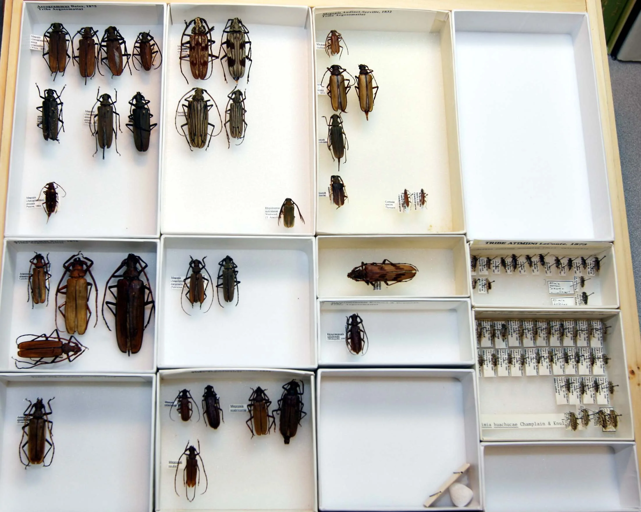 1 Cerambycinae - Aegosomatini.JPG