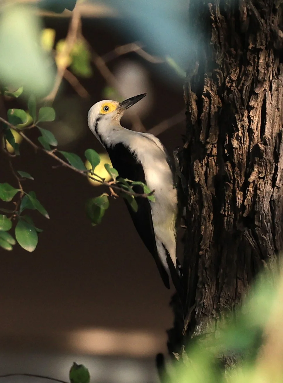 White Woodpecker (Melanerpes candidus) Hotel Campestre Iparoma Paraguay 