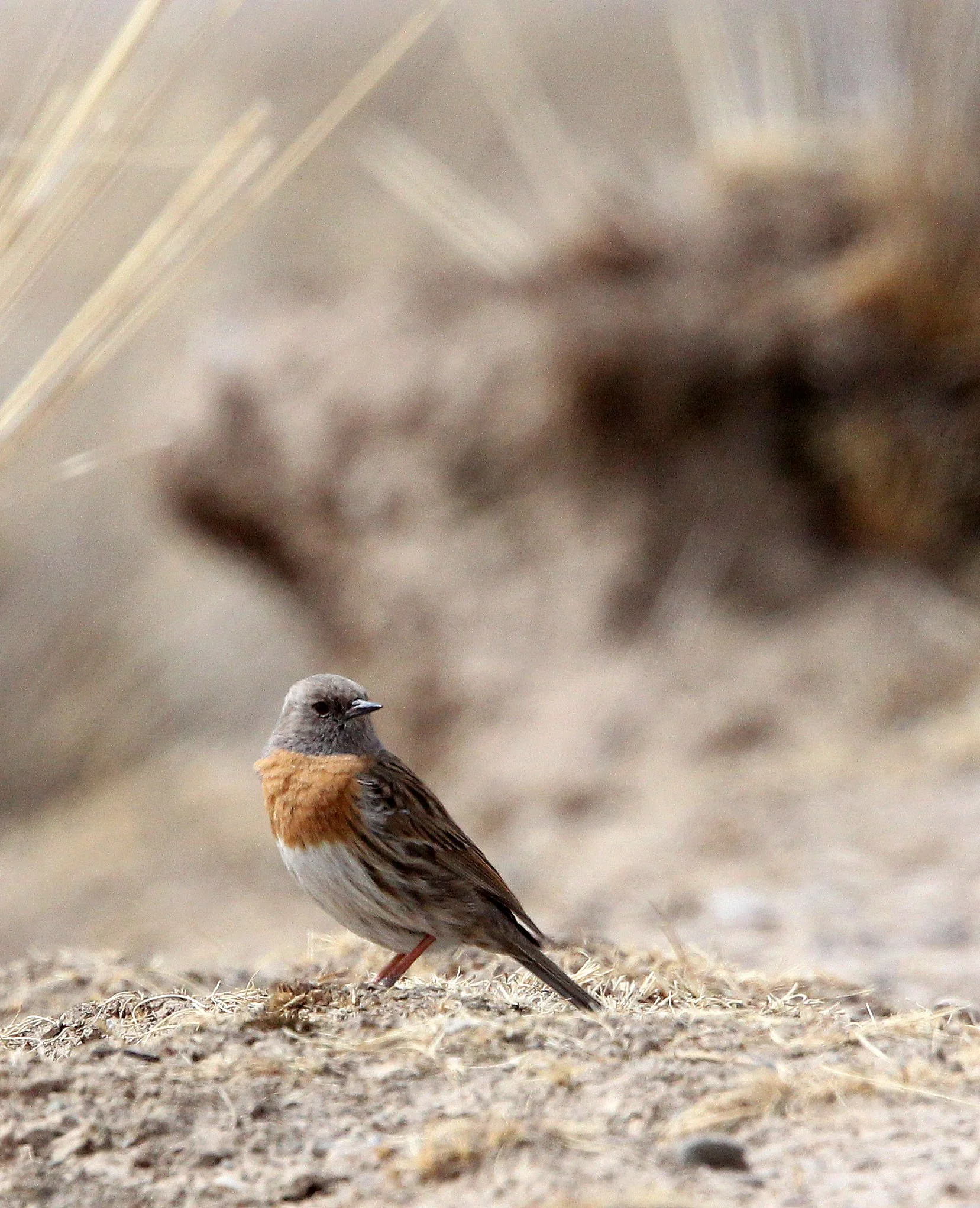 Robin Accentor (Prunella rubeculoides) Qinghai Lake China (6).JPG