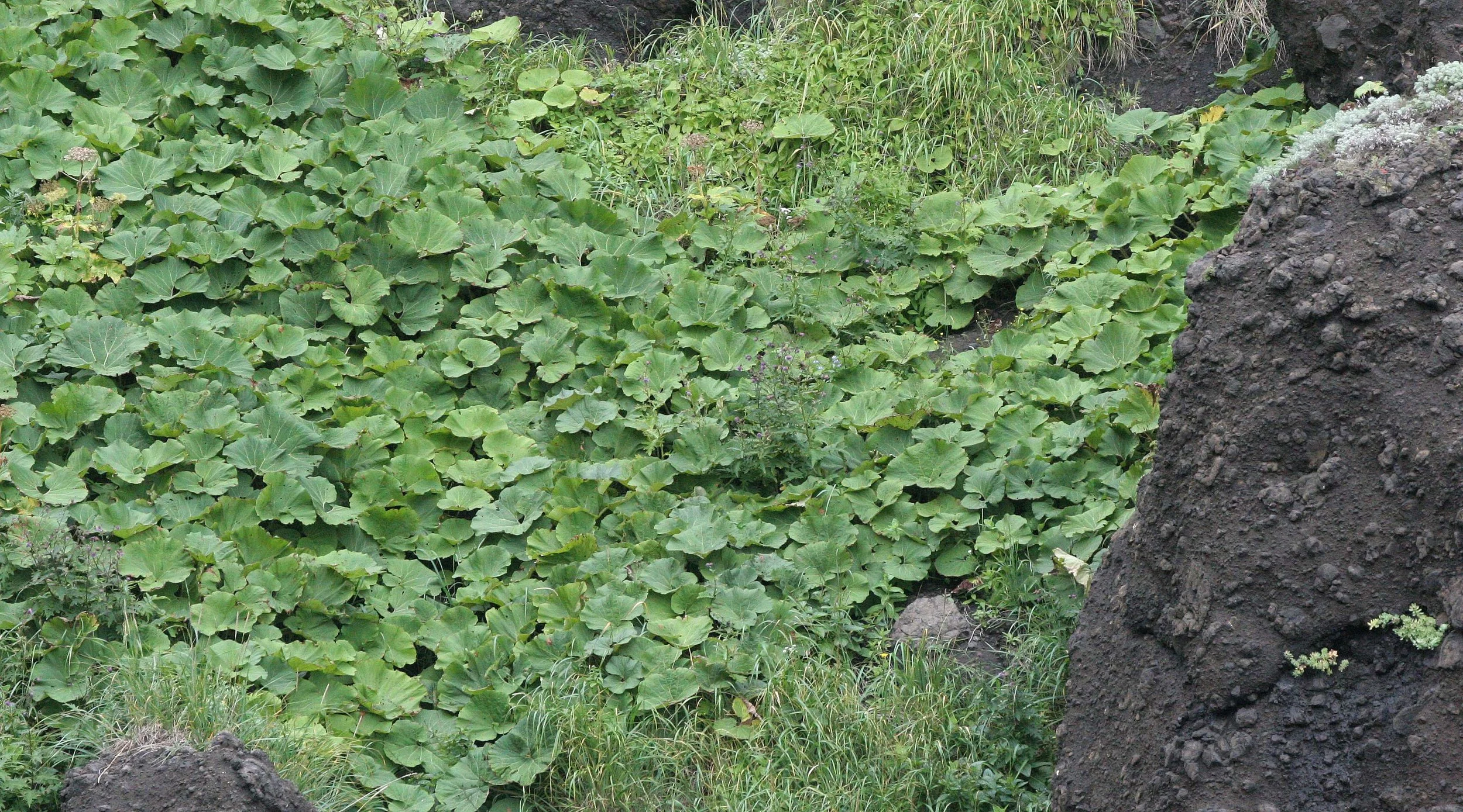 KURIL ISLANDS - FLORA  (67).jpg