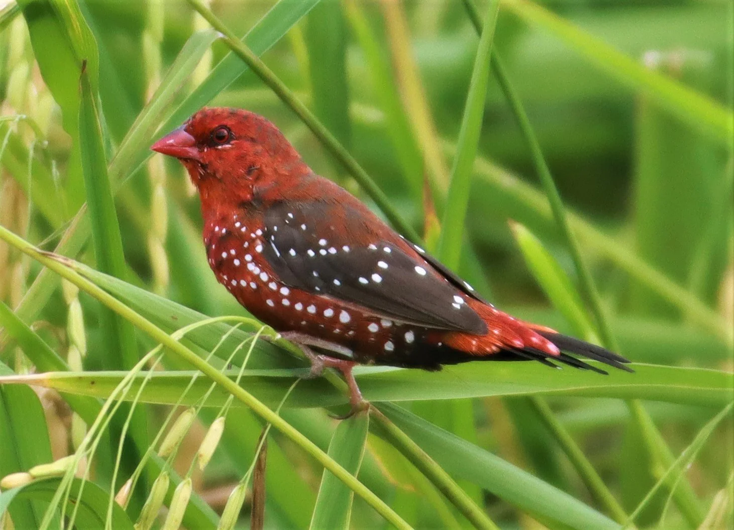 RED AVADAVAT - Amandava amandava - LAD KRABANG  THAP YAO RICE FIELDS AUGUST 14 2021 (129).jpg