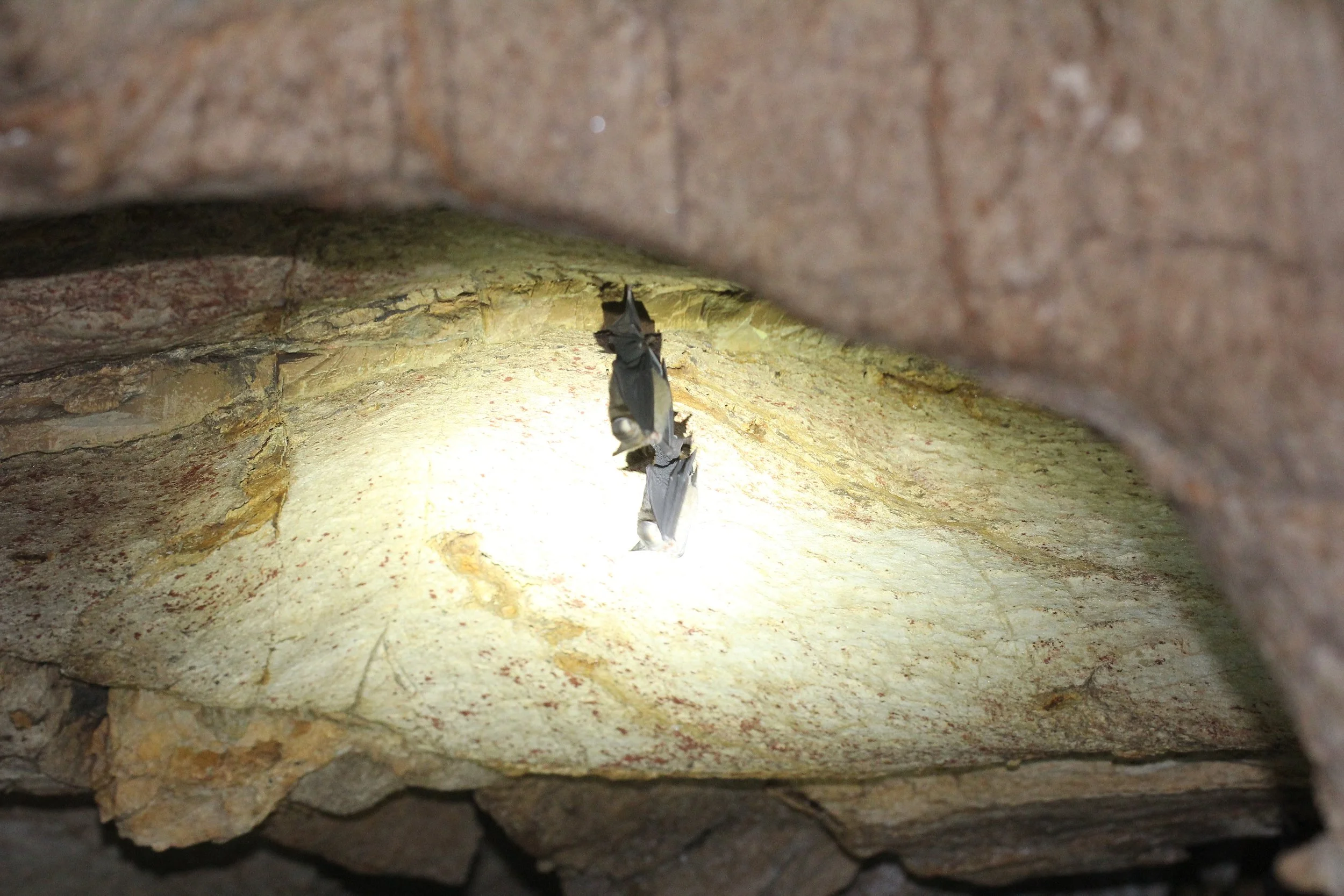 ROUNDLEAF BAT - INTERMEDIATE ROUNDLEAF BAT - Hipposideros larvatus - KOH LANTA THAILAND (8).JPG