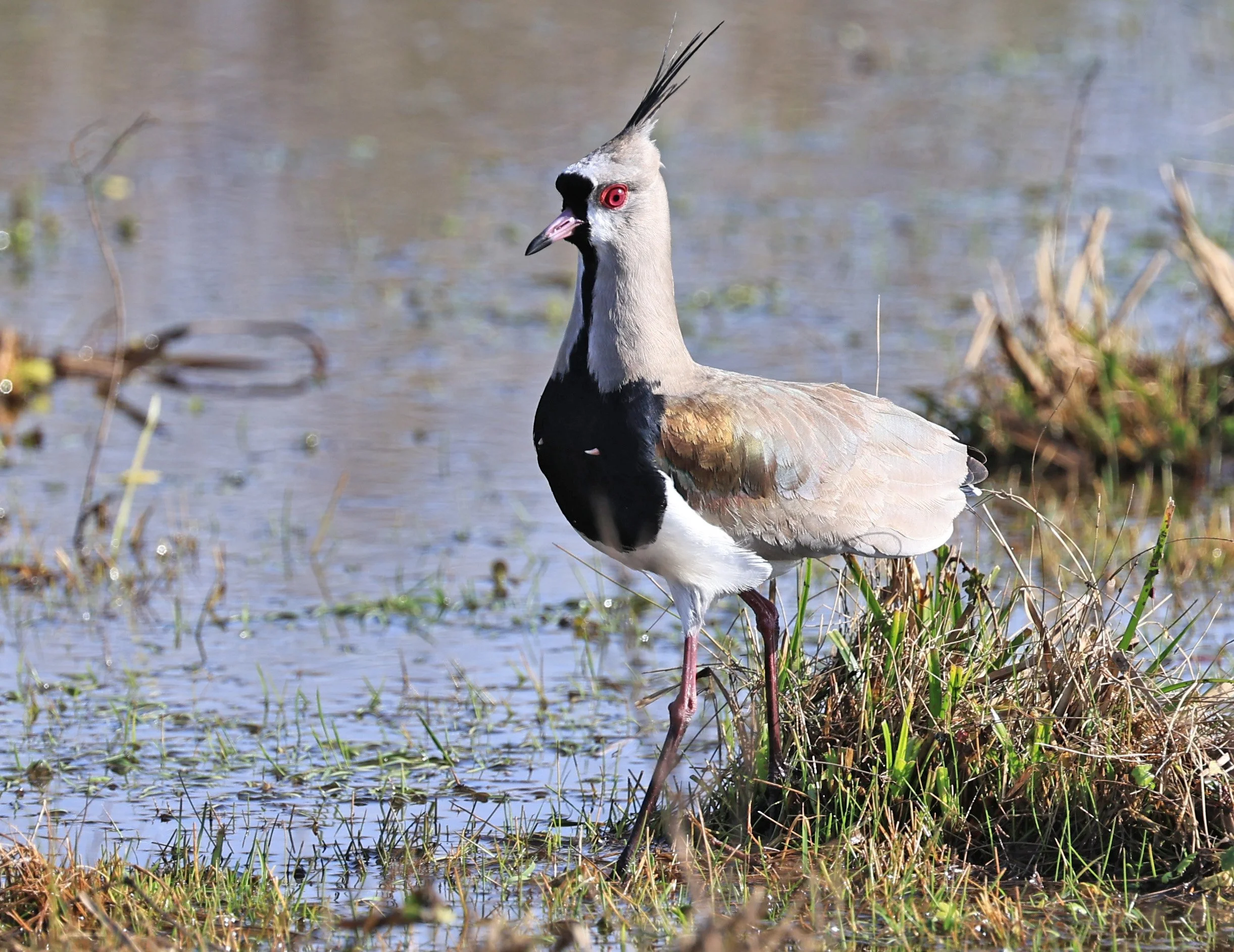 Southern Lapwing (Vanellus chilensis) El Palmar National Park, Entre Rios, Argentina (236).jpg