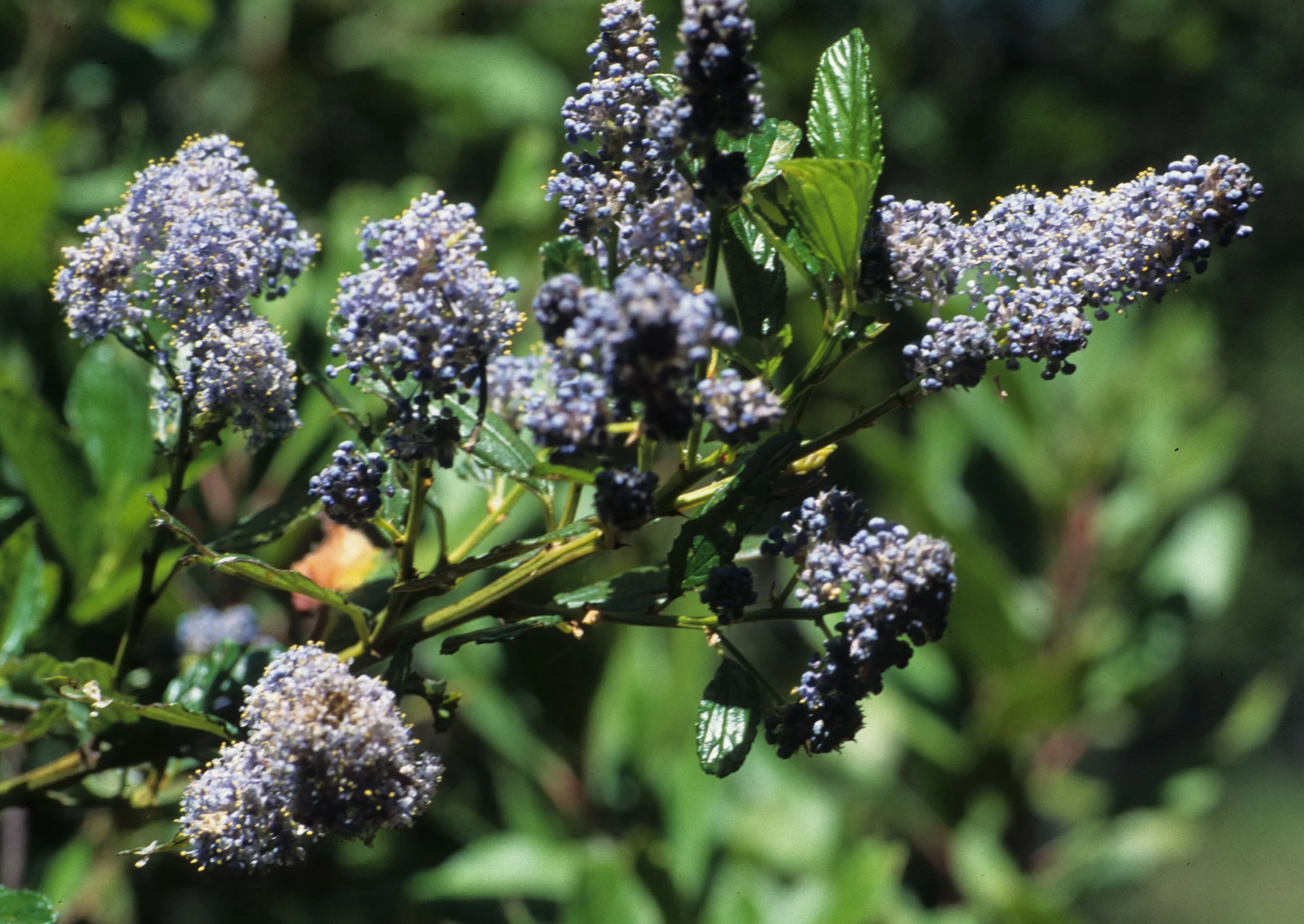CALIFORNIA - BIG SUR - CEONOTHHUS SPECIES - COAST LILAC.jpg