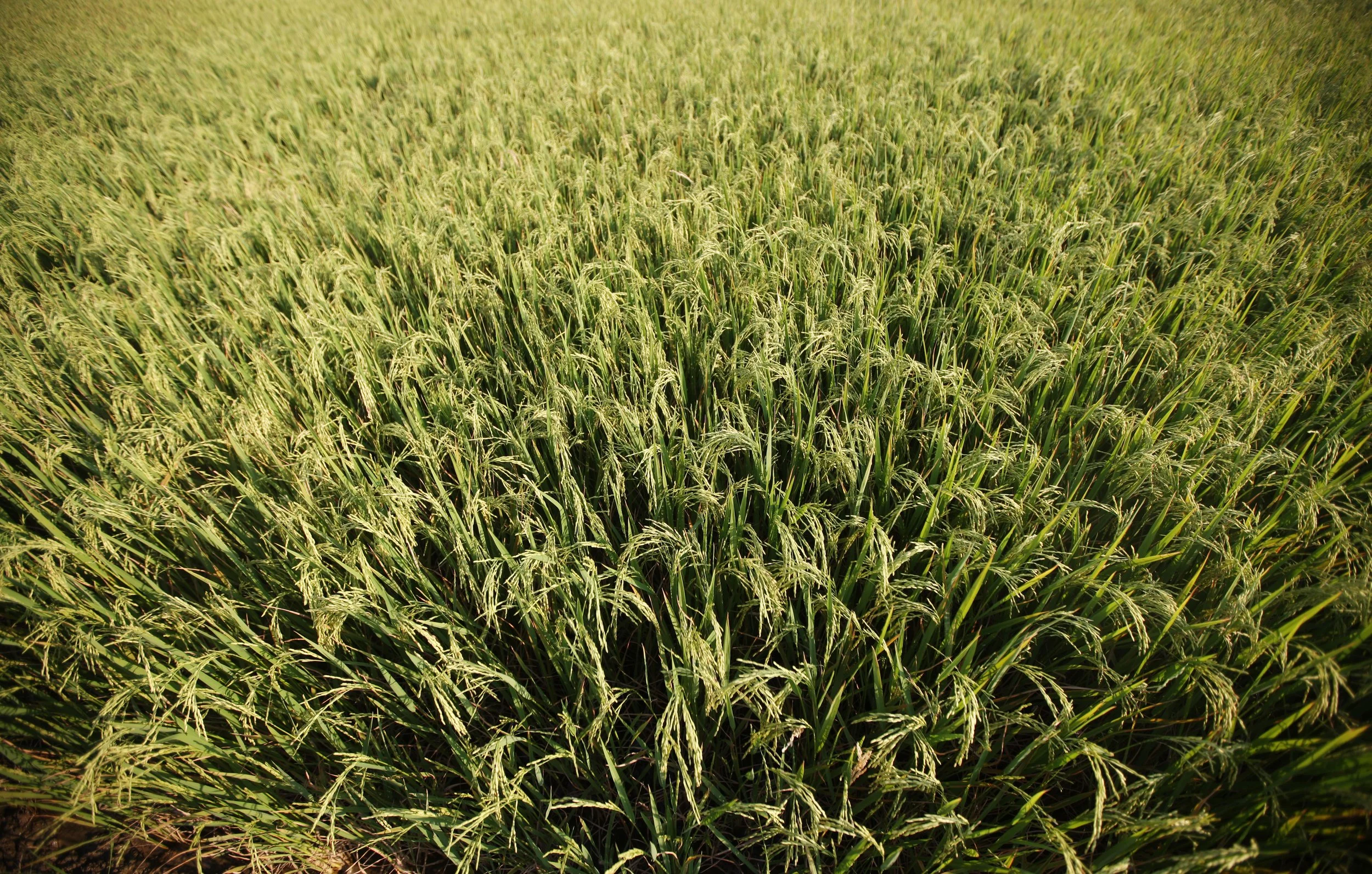 2016 Day out in the Flower Fields with Cokie and Som (1).JPG