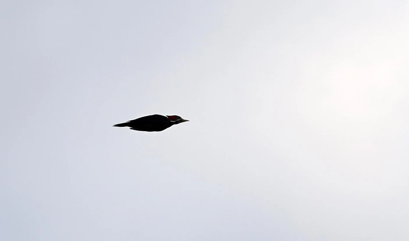 Black-bodied Woodpecker (Dryocopus schulzi) Selva Serena Natural Reserve (17).jpg