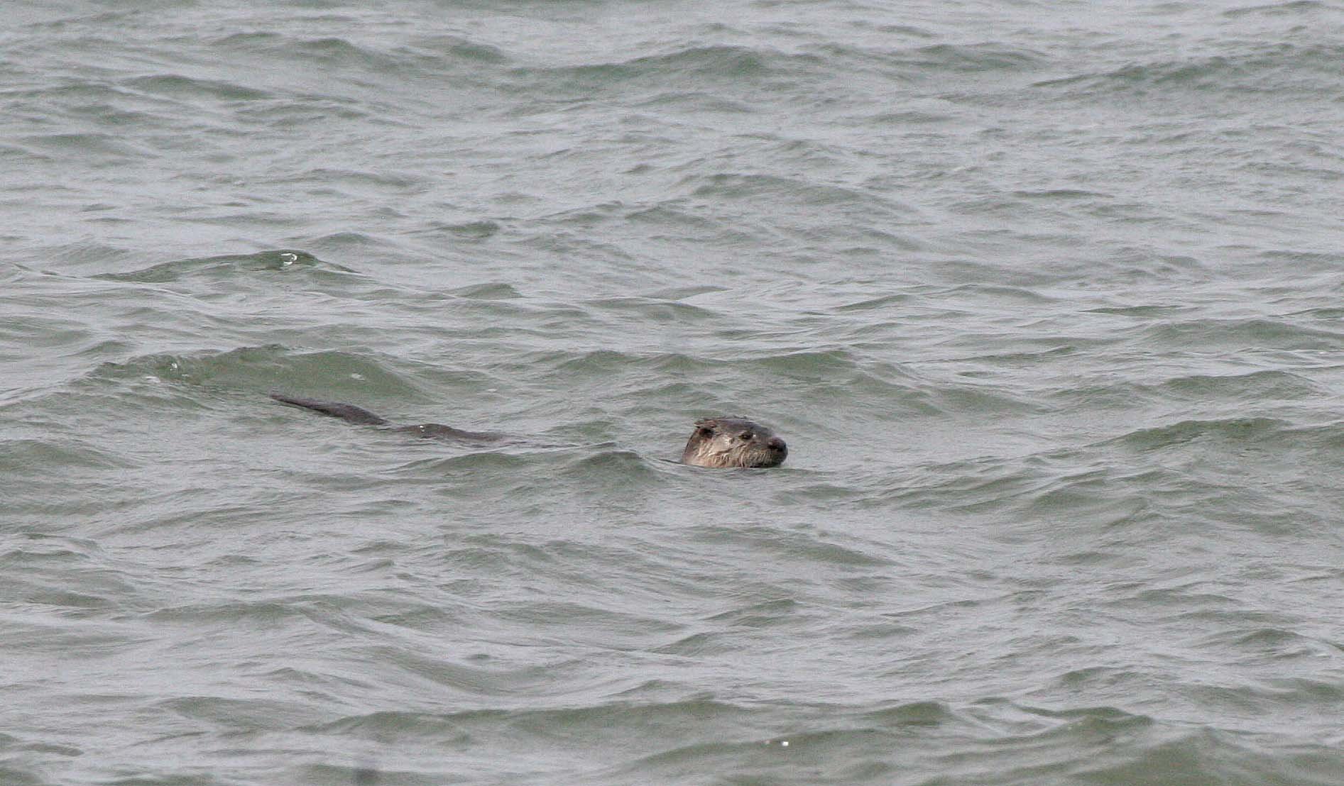 MUSTELLID - OTTER - RIVER OTTER - LAKE FARM BEACH WA  (2).jpg