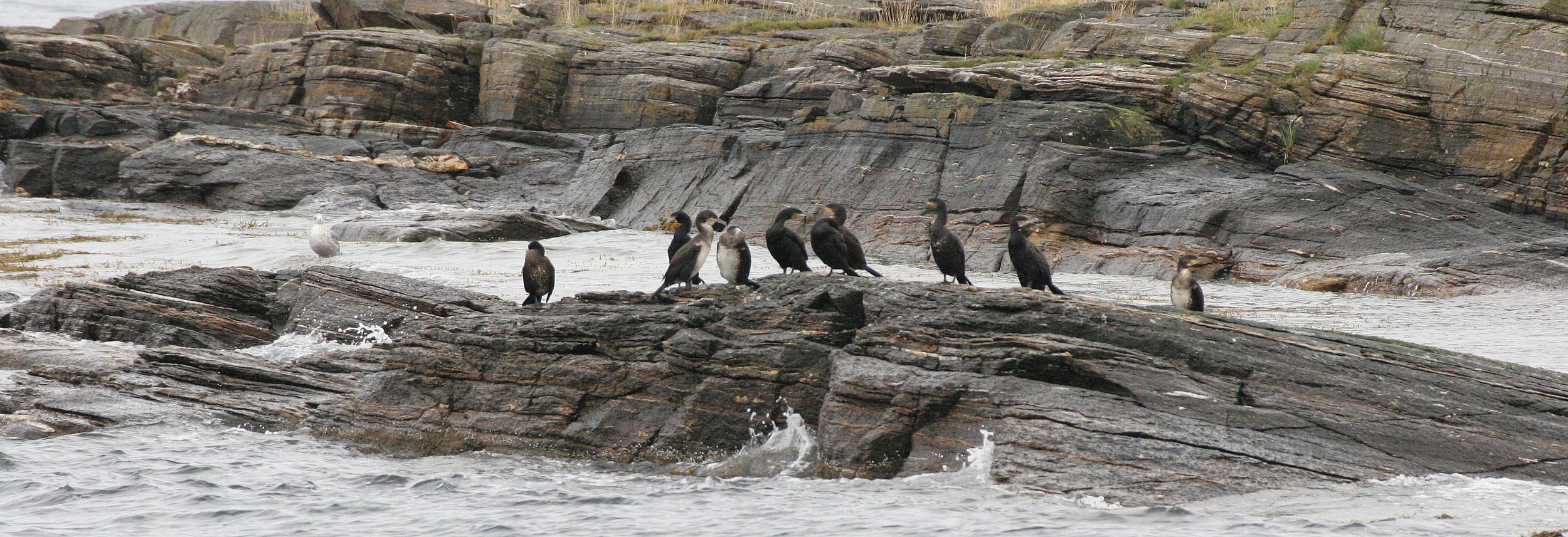 Gulosus aristotelis - European Shag - Tromso Norway (7).jpg