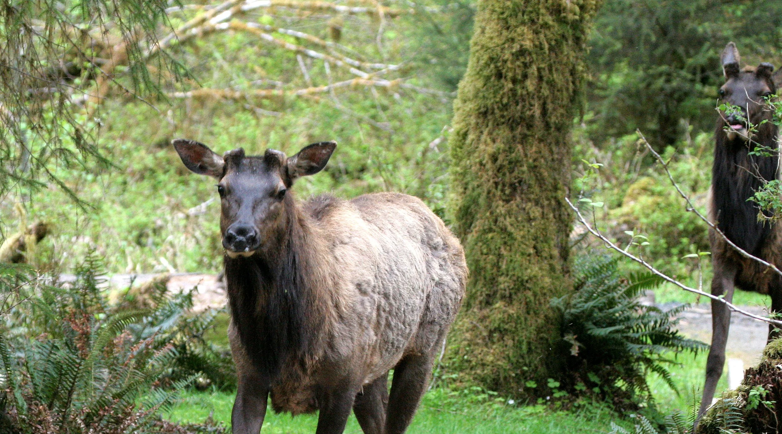 Cervus canadensis roosevelti - ROOSEVELT ELK - HOH RIVER VALLEY - ONP WA  (148).JPG