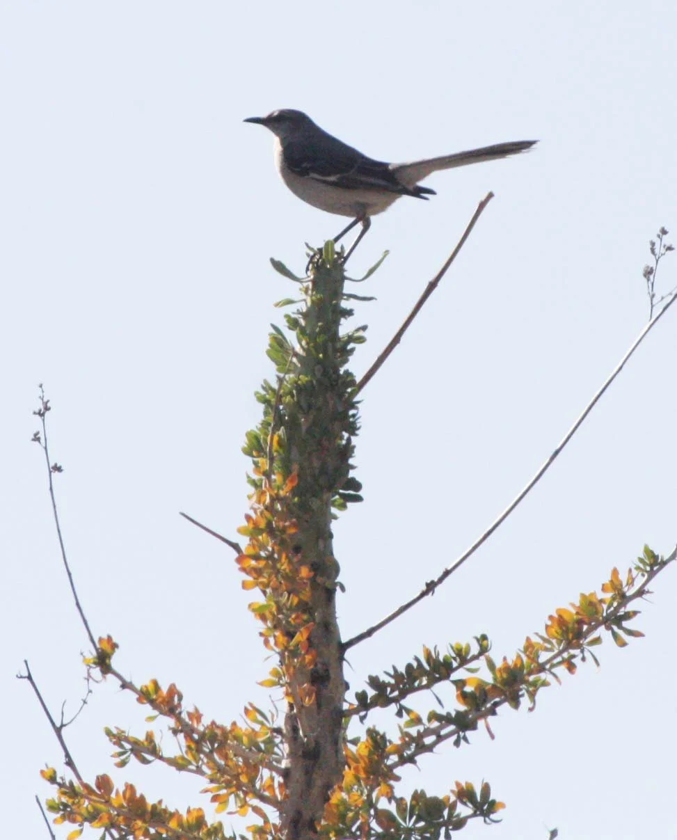 Northern Mockingbird (Mimus polyglottos) Catavina Desert Baja Mexico (2).JPG