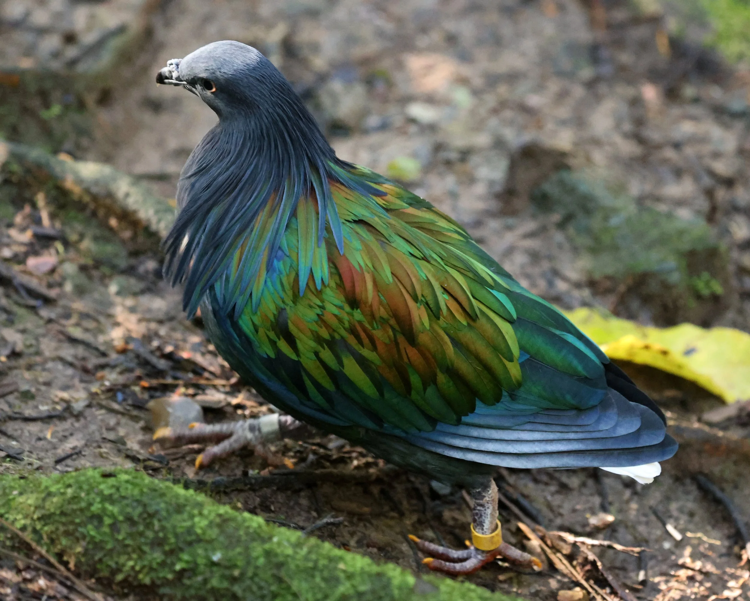 Nicobar Pigeon (Caloenas nicobarica) Lone Pine Wildlife Sanctuary Brisbane - Queensland (13).jpg