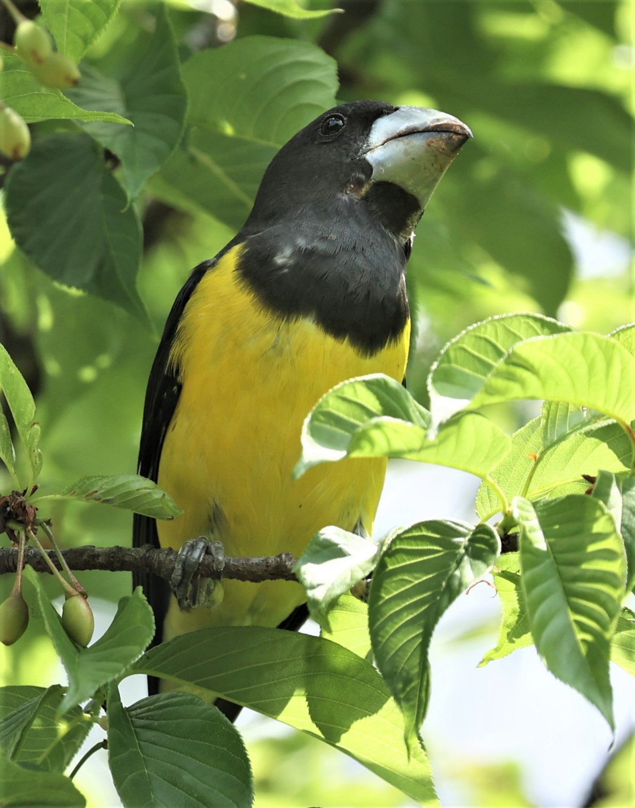 Spot-winged Grosbeak (Mycerobas melanozanthos) Doi Ang Kang, Chiang Mai Thailand (137).jpg