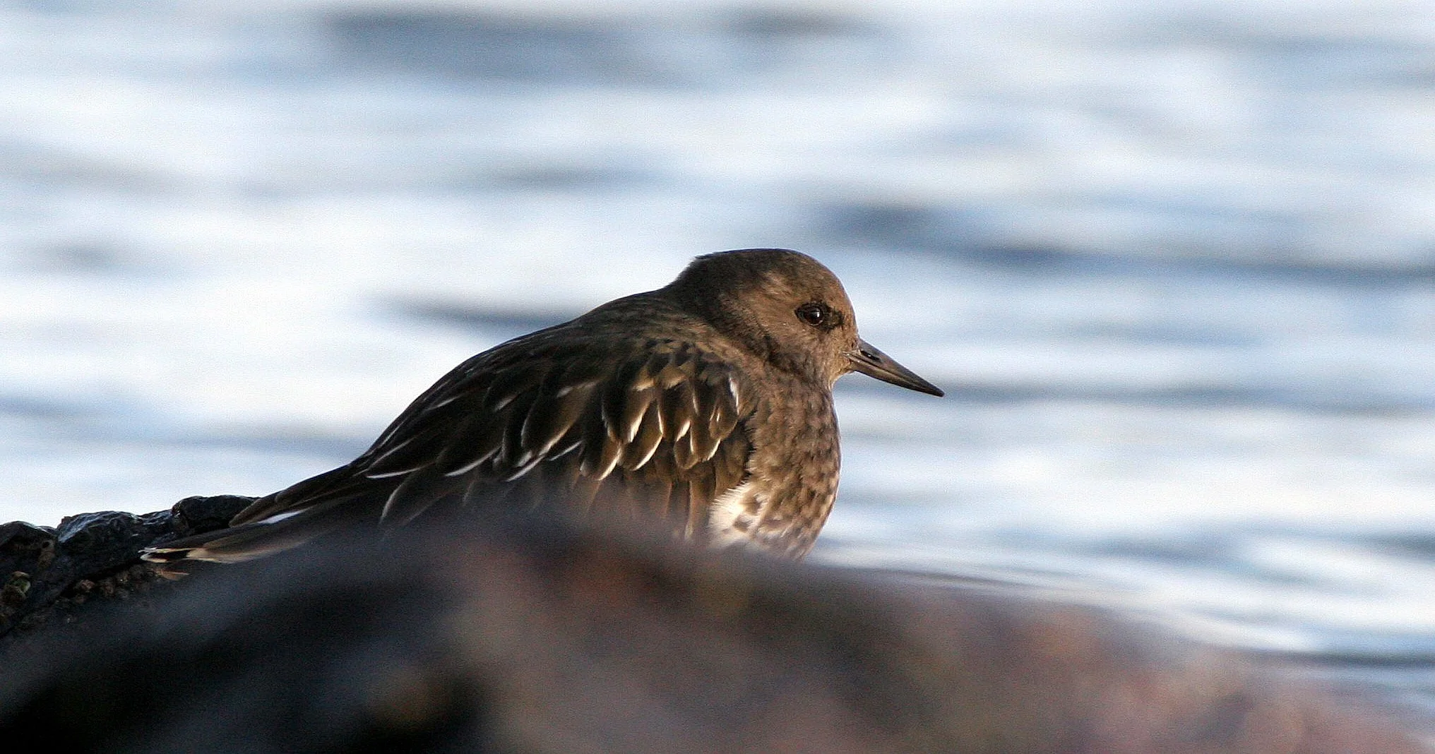 BIRD - TURNSTONE - BLACK TURNSTONE - PA HARBOR (23).jpg